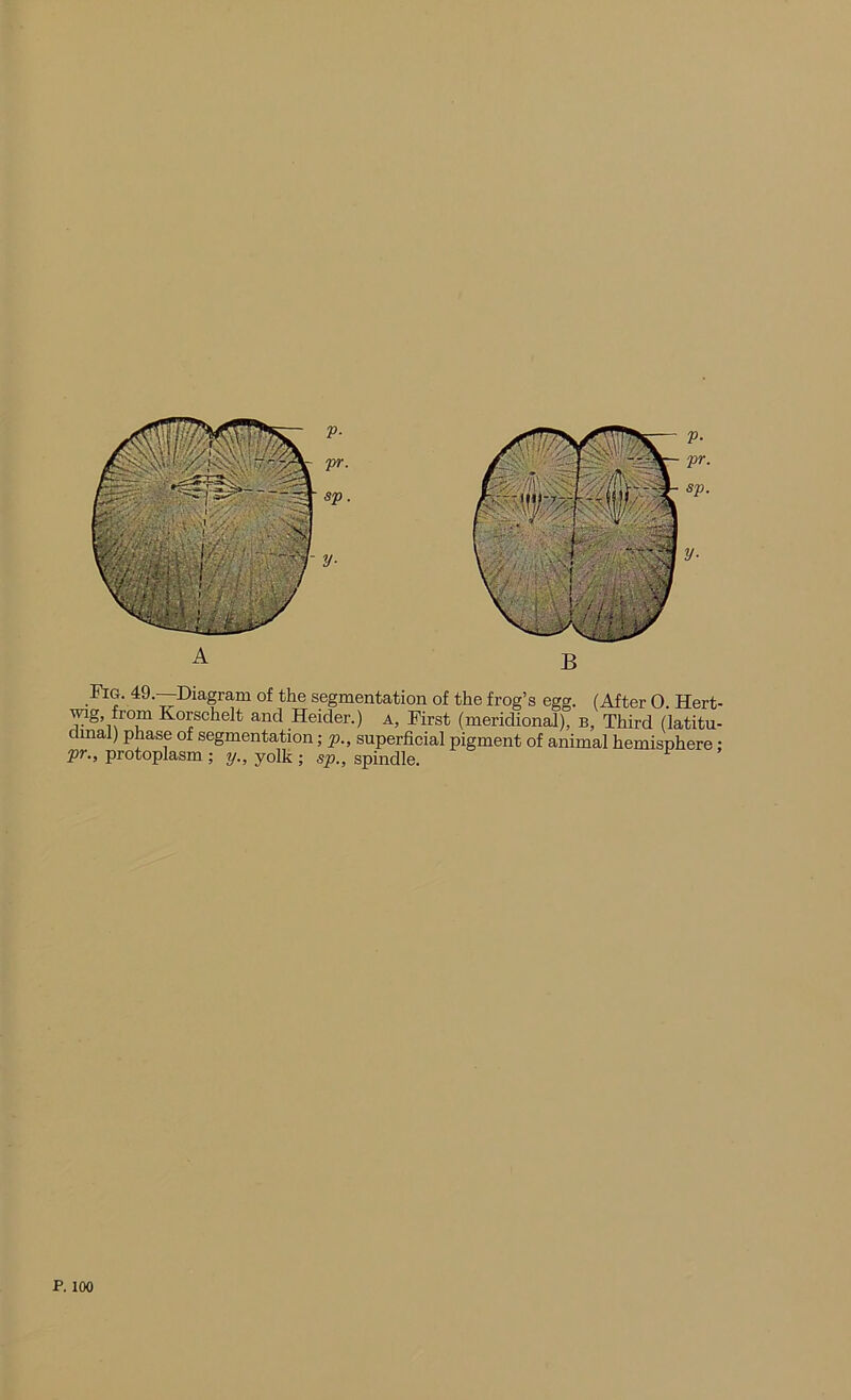 wig, from Korschelt and Heider.) a. First (meridional), b. Third (latitu- dmal) phase of segmentation; p., superficial pigment of animal hemisphere: pr., protoplasm ; y., yolk ; sp., spindle.