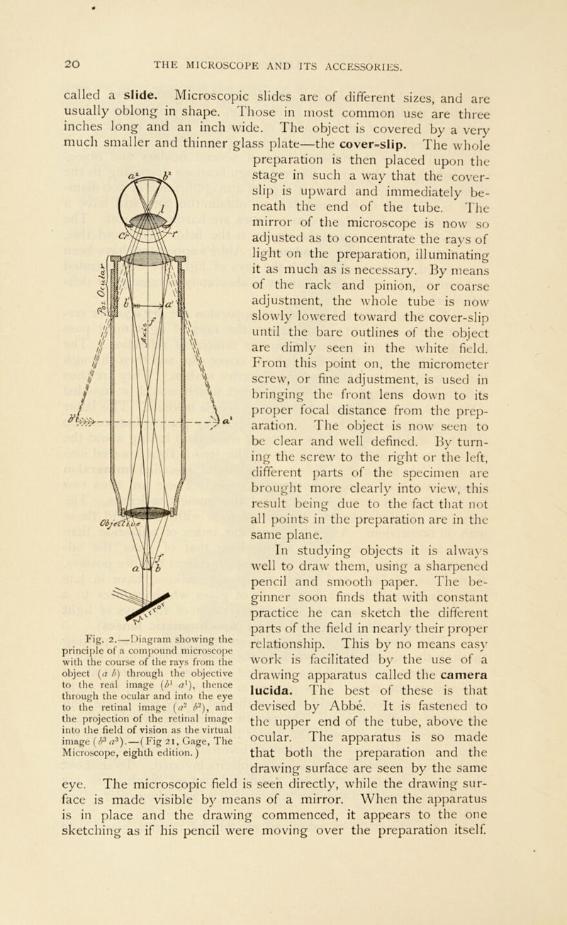 a. called a slide. Microscopic slides are of different sizes, and are usually oblong in shape. Ihose in most common use are three inches long and an inch wide. The object is covered by a very much smaller and thinner glass plate—the cover=slip. The whole preparation is then placed upon the stage in such a way that the cover- slip is upward and immediately be- neath the end of the tube. The mirror of the microscope is now so adjusted as to concentrate the rays of light on the preparation, illuminating it as much as is necessary. By means of the rack and pinion, or coarse adjustment, the whole tube is now slowly lowered toward the cover-slip until the bare outlines of the object are dimly seen in the white field. Front this point on, the micrometer screw, or fine adjustment, is used in bringing the front lens down to its proper focal distance front the prep- aration. The object is now seen to be clear and well defined. By turn- ing the screw to the right or the left, different parts of the specinten are brought more clearly into viewr, this result being due to the fact that not all points in the preparation are in the sante plane. In studying objects it is alwavs well to draw thent, using a sharpened pencil and smooth paper. The be- ginnet' soon finds that with constant practice he can sketch the different parts of the field in nearly their proper relationship. This by no means easy work is facilitated by the use of a drawing apparatus called the camera lucida. The best of these is that devised by Abbe. It is fastened to the upper end of the tube, above the ocular. The apparatus is so made that both the preparation and the drawing surface are seen by the same eye. The microscopic field is seen directly, while the drawing sur- face is made visible by means of a mirror. When the apparatus is in place and the drawing commenced, it appears to the one sketching as if his pencil were moving over the preparation itself. Fig. 2. — Diagram showing the principle of a compound microscope with the course of the rays from the object (a b) through the objective to the real image (bl ö1), thence through the ocular and into the eye to the retinal image (a2 b2), and the projection of the retinal image into the field of vision as the virtual image (b3 a3).—(Fig 21, Gage, The Microscope, eighth edition.)