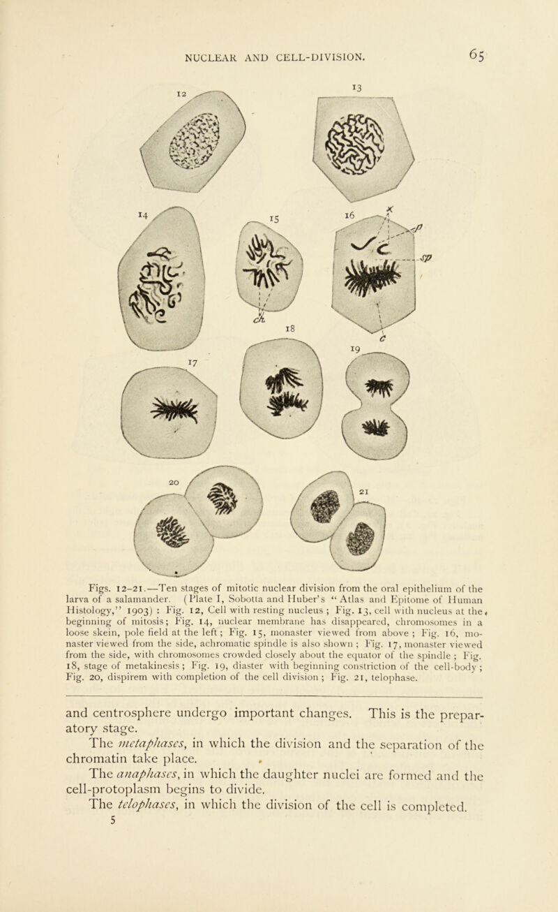 Figs. 12-21.—Ten stages of mitotic nuclear division from the oral epithelium of the larva of a Salamander. (Plate I, Sobotta and Huber’s “Atlas and Epitome of Human Histology,” 1903) : Fig. 12, Cell with resting nucleus ; Fig. 13, cell with nucleus at the* beginning of mitosis; Fig. 14, nuclear membrane has disappeared, chromosomes in a loose skein, pole field at the left ; Fig. 15, monaster viewed from above ; Fig. 16, 1110- naster viewed from the side, achromatic spindle is also shown ; Fig. 17, monaster viewed from the side, with chromosomes crowded closely about the equator of the spindle ; Fig. 18, stage of metakinesis ; Fig. 19, diaster with beginning constriction of the cell-body ; Fig. 20, dispirem with completion of the cell division ; Fig. 21, telophase. and centrosphere undergo important changes. This is the prepar- atory stage. The metaphascs, in which the division and the Separation of the chromatin take place. The anapkases, in which the daughter nuclei are formed and the cell-protoplasm begins to divide. The telophases, in which the division of the cell is completed. 5