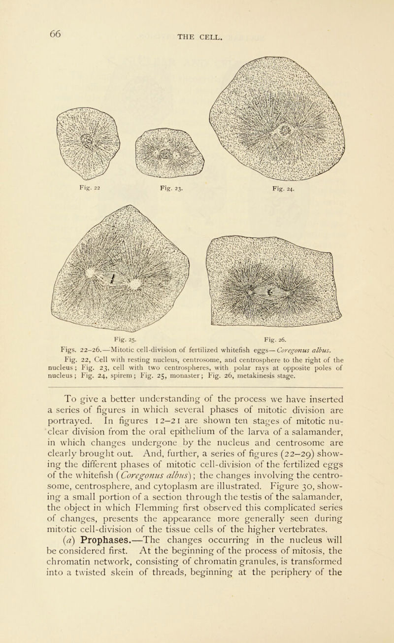 THE CELL. Fig. 22 Fig. 23. Fig. 24. Fig. 25. Fig. 26. Figs. 22-26.—:Mitotic cell-division of fertilized whitefish eggs—Coregonus albus. Fig. 22, Cell with resting nucleus, centrosome, and centrosphere to the right of the nucleus ; Fig. 23, cell with two centrospheres, with polar rays at opposite poles of nucleus; Fig. 24, spirem ; Fig. 25, monaster; Fig. 26, metakinesis stage. To give a better understanding of the process we have inserted a series of figures in which several phases of mitotic division are portrayed. In figures 12—21 are shown teil stages of mitotic nu- clear division from the oral epithelium of the larva of a Salamander, in which changes undergone by the nucleus and centrosome are clearly brought out. And, further, a series of figures (22—29) show- ing the different phases of mitotic cell-division of the fertilized eggs of the whitefish (Coregonus albus); the changes involving the centro- some, centrosphere, and cytoplasm are illustrated. Figure 30, show- ing a small portion of a section through the testis of the Salamander, the object in which Flemming first observed this complicated series of changes, presents the appearance more generally seen during mitotic cell-division of the tissue cells of the higher vertebrates. (a) Prophases.—The changes occurring in the nucleus will be considered first. At the beginning of the process of mitosis, the chromatin network, consisting of chromatin granules, is transformed into a twisted skein of threads, beginning at the periphery of the