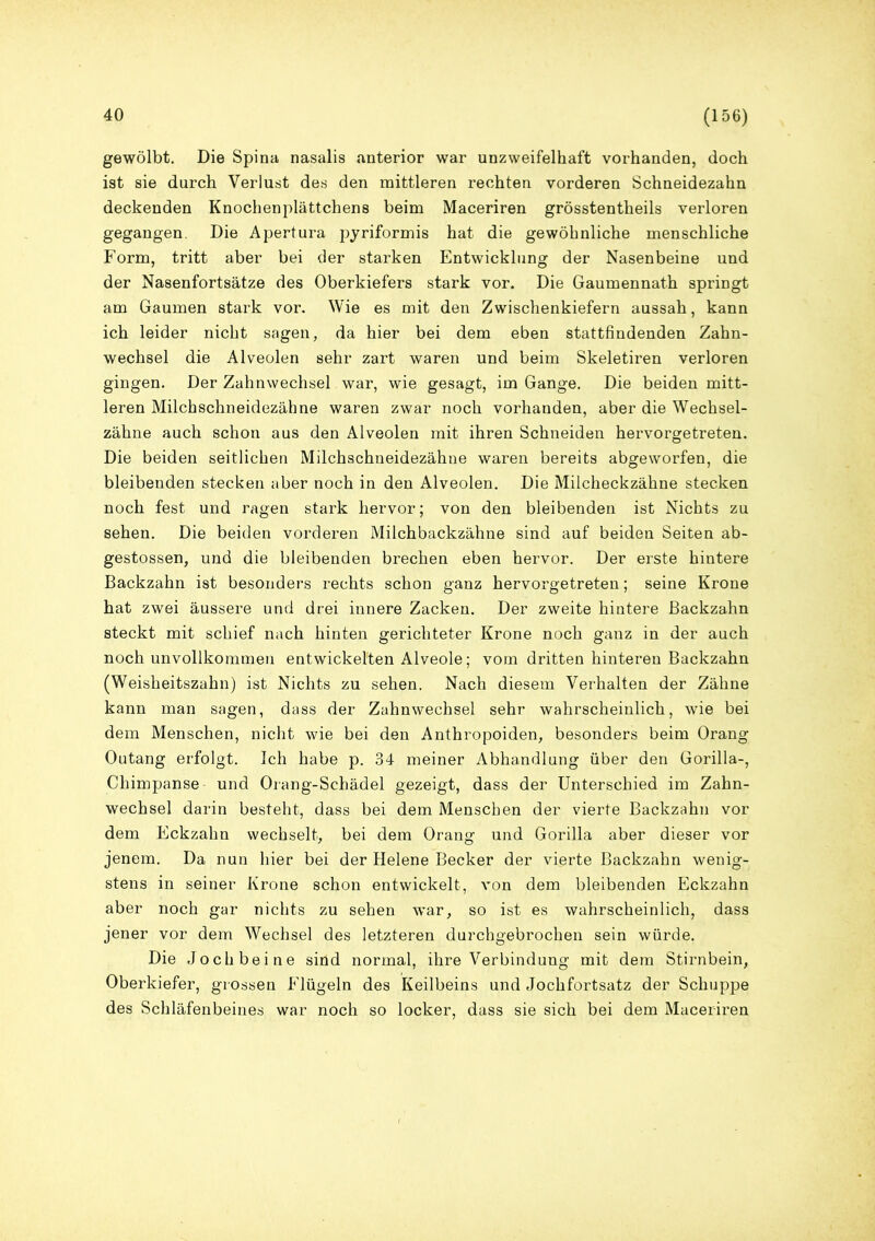 gewölbt. Die Spina nasalis anterior war unzweifelhaft vorhanden, doch ist sie durch Verlust des den mittleren rechten vorderen Schneidezahn deckenden Knochenplättchens beim Maceriren grösstentheils verloren gegangen. Die Apertura pyriformis hat die gewöhnliche menschliche Form, tritt aber bei der starken Entwicklung der Nasenbeine und der Nasenfortsätze des Oberkiefers stark vor. Die Gaumennath springt am Gaumen stark vor. Wie es mit den Zwischenkiefern aussah, kann ich leider nicht sagen, da hier bei dem eben stattfindenden Zahn- wechsel die Alveolen sehr zart waren und beim Skeletiren verloren gingen. Der Zahnwechsel war, wie gesagt, im Gange. Die beiden mitt- leren Milchschneidezähne waren zwar noch vorhanden, aber die Wechsel- zähne auch schon aus den Alveolen mit ihren Schneiden hervorgetreten. Die beiden seitlichen Milchschneidezähne waren bereits abgeworfen, die bleibenden stecken aber noch in den Alveolen. Die Milcheckzähne stecken noch fest und ragen stark hervor; von den bleibenden ist Nichts zu sehen. Die beiden vorderen Milchbackzähne sind auf beiden Seiten ab- gestossen, und die bleibenden brechen eben hervor. Der erste hintere Backzahn ist besonders rechts schon ganz hervorgetreten; seine Krone hat zwei äussere und drei innere Zacken. Der zweite hintere Backzahn steckt mit schief nach hinten gerichteter Krone noch ganz in der auch noch unvollkommen entwickelten Alveole; vom dritten hinteren Backzahn (Weisheitszahn) ist Nichts zu sehen. Nach diesem Verhalten der Zähne kann man sagen, dass der Zahnwechsel sehr wahrscheinlich, wie bei dem Menschen, nicht wie bei den Anthropoiden, besonders beim Orang Outang erfolgt. Ich habe p. 34 meiner Abhandlung über den Gorilla-, Chimpanse und Orang-Schädel gezeigt, dass der Unterschied im Zahn- wechsel darin besteht, dass bei dem Menschen der vierte Backzahn vor dem Eckzahn wechselt, bei dem Orang und Gorilla aber dieser vor jenem. Da nun hier bei der Helene Becker der vierte Backzahn wenig- stens in seiner Krone schon entwickelt, von dem bleibenden Eckzahn aber noch gar nichts zu sehen war, so ist es wahrscheinlich, dass jener vor dem Wechsel des letzteren durchgebrochen sein würde. Die Jochbeine siüd normal, ihre Verbindung mit dem Stirnbein, Oberkiefer, grossen Flügeln des Keilbeins und Jochfortsatz der Schuppe des Schläfenbeines war noch so locker, dass sie sich bei dem Maceriren