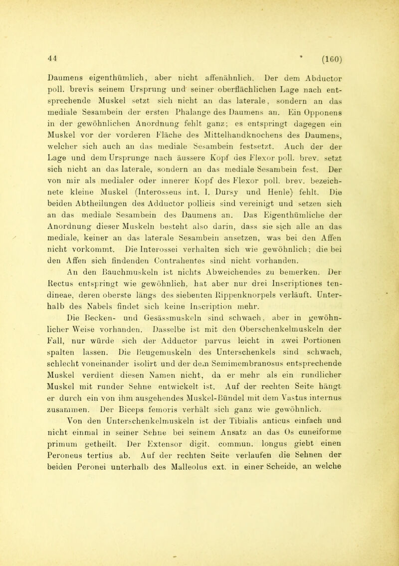 (160) Daumens eigentümlich, aber nicht affenähnlich. Der dem Abductor poll. brevis seinem Ursprung und seiner oberflächlichen Lage nach ent- sprechende Muskel setzt sich nicht an das laterale, sondern an das mediale Sesambein der ersten Phalange des Daumens an. Ein Opponens in der gewöhnlichen Anordnung fehlt ganz; es entspringt dagegen ein Muskel vor der vorderen Fläche des Mittelhandknochens des Daumens, welcher sich auch an das mediale Sesambein festsetzt. Auch der der Lage und dem Ursprünge nach äussere Kopf des Flexor poll. brev. setzt sich nicht an das laterale, sondern an das mediale Sesambein fest. Der von mir als medialer oder innerer Kopf des Flexor poll. brev. bezeich- nete kleine Muskel (Interosseus int. I. Dursy und Henle) fehlt. Die beiden Abtheilungen des Adductor pollicis sind vereinigt und setzen sich an das mediale Sesambein des Daumens an. Das Eigenthümliclie der Anordnung dieser Muskeln besteht also darin, dass sie sich alle an das mediale, keiner an das laterale Sesambein ansetzen, was bei den Affen nicht vorkommt. Die Interossei verhalten sich wie gewöhnlich: die bei den Affen sich findenden Contrahentes sind nicht vorhanden. An den Bauchmuskeln ist nichts Abweichendes zu bemerken. Der Rectus entspringt wie gewöhnlich, hat aber nur drei Inscriptiones ten- dineae, deren oberste längs des siebenten Rippenknorpels verläuft. Unter- halb des Nabels findet sich keine Inscription mehr. Die Becken- und Gesässmuskeln sind schwach, aber in gewöhn- licher Weise vorhanden. Dasselbe ist mit den Oberschenkelmuskeln der Fall, nur würde sich der Adductor parvus leicht in zwrei Portionen spalten lassen. Die Beugemuskeln des Unterschenkels sind schwach, schlecht voneinander isolirt und der dem Semimembranosus entsprechende Muskel verdient diesen Namen nicht, da er mehr als ein rundlicher Muskel mit runder Sehne entwickelt ist. Auf der rechten Seite hängt er durch ein von ihm ausgehendes Muskel-Bündel mit dein Vastus internus zusammen. Der Biceps femoris verhält sich ganz wie gewöhnlich. Von den Unterschenkelmuskeln ist der Tibialis anticus einfach und nicht einmal in seiner Sehne bei seinem Ansatz an das Os cuneiforme primum getheilt. Der Extensor digit. commun. longus giebt einen Peroneus tertius ab. Auf der rechten Seite verlaufen die Sehnen der beiden Peronei unterhalb des Malleolus ext. in einer Scheide, an welche