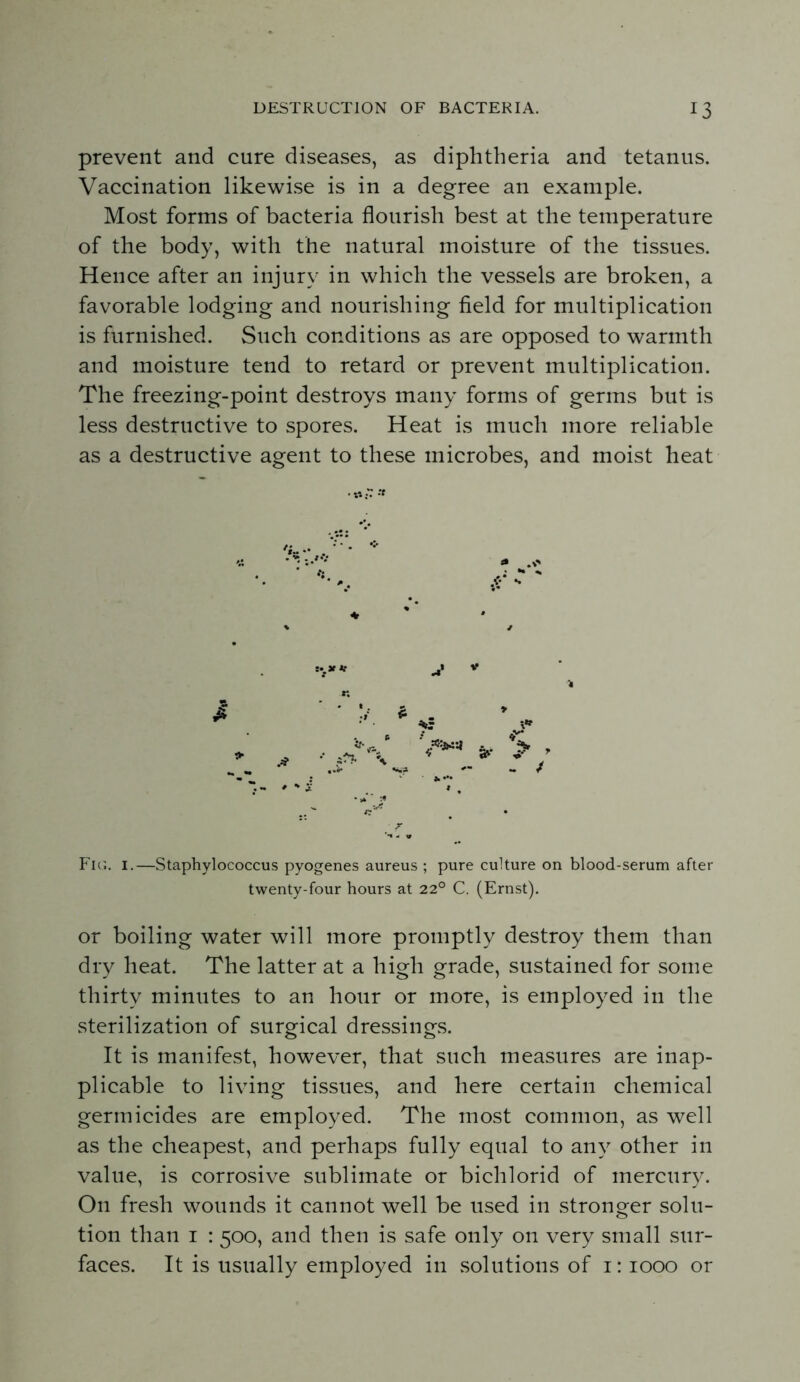 prevent and cure diseases, as diphtheria and tetanus. Vaccination likewise is in a degree an example. Most forms of bacteria flourish best at the temperature of the body, with the natural moisture of the tissues. Hence after an injury in which the vessels are broken, a favorable lodging and nourishing field for multiplication is furnished. Such conditions as are opposed to warmth and moisture tend to retard or prevent multiplication. The freezing-point destroys many forms of germs but is less destructive to spores. Heat is much more reliable as a destructive agent to these microbes, and moist heat r - V Fk;. I.—Staphylococcus pyogenes aureus ; pure culture on blood-serum after twenty-four hours at 22° C. (Ernst). or boiling water will more promptly destroy them than dry heat. The latter at a high grade, sustained for some thirty minutes to an hour or more, is employed in the sterilization of surgical dressings. It is manifest, however, that such measures are inap- plicable to living tissues, and here certain chemical germicides are employed. The most common, as well as the cheapest, and perhaps fully equal to any other in value, is corrosive sublimate or bichlorid of mercury. On fresh wounds it cannot well be used in stronger solu- tion than I : 500, and then is safe only on very small sur- faces. It is usually employed in solutions of i: 1000 or