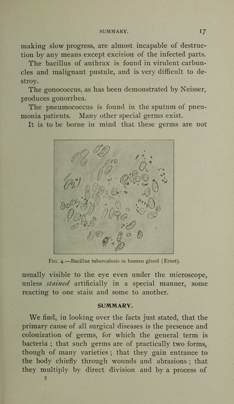 SUMMARY. n / making slow progress, are almost incapable of destruc- tion by any means except excision of the infected parts. The bacillus of anthrax is found in virulent carbun- cles and malignant pustule, and is very difficult to de- stroy. The gonococcus, as has been demonstrated by Neisser, produces gonorrhea. The pneumococcus is found in the sputum of pneu- monia patients. Many other special germs exist. It is to be borne in mind that these germs are not Fig. 4.—Bacillus tuberculosis in human gland (Ernst). usually visible to the eye even under the microscope, unless stained artificially in a special manner, some reacting to one stain and some to another. SUMMARY. We find, in looking over the facts just stated, that the primary cause of all surgical'diseases is the presence and colonization of germs, for which the general term is bacteria ; that such germs are of practically two forms, though of many varieties ; that they gain entrance to the body chiefly through wounds and abrasions ; that they multiply by direct division and by a process of 2