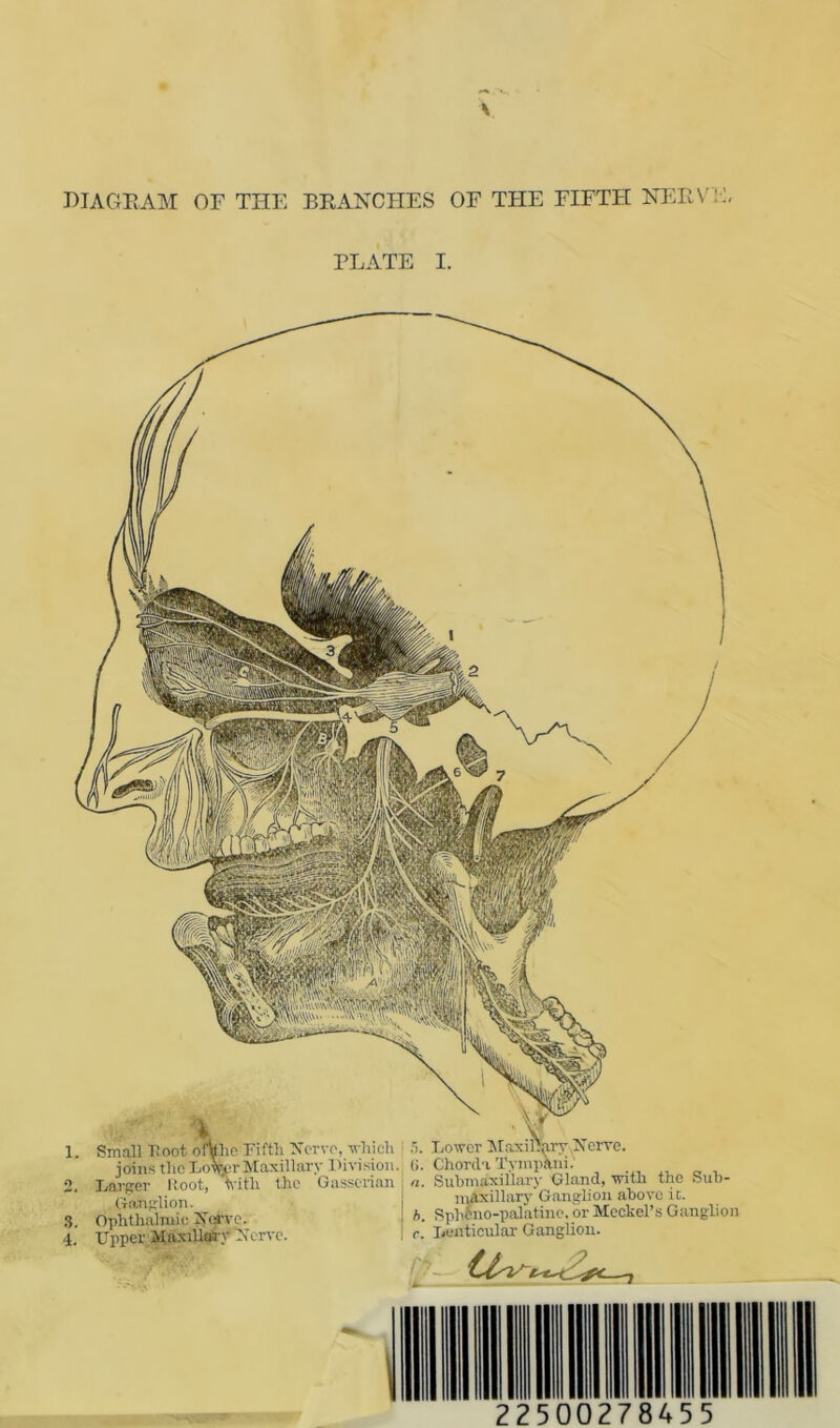 V DIAGRAM OF THE BRANCHES OF THE FIFTFI NERVE. PLATE I. ,r'' % •¥ 1. Small Loot offylie Fifth Nerve, which 5. Lower Maxillary Nerve. ioins the LoWr Maxillary division, (i. Chorda Tympaiii. 2 Larger Root, with the Gasserian : n. Suhmaxillary Gland, with the Suh- Gonn'lion : maxillary Ganglion above it. 3. Ophthalmic Nerve. ! h. Sphfoo-palatine. or Meckel’sGanglion 4. Upper Maxillary Nerve. I r. Lenticular Ganghon. 22500278455