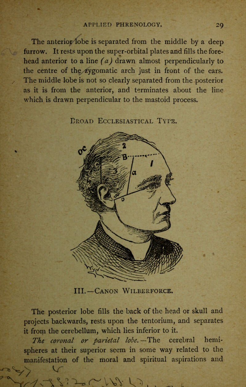 The anterior lobe is separated from the middle by a deep furrow. It rests upon the super-orbital plates and fills the fore- head anterior to a line (a) drawn almost perpendicularly to the centre of the zygomatic arch just in front of the ears, z The middle lobe is not so clearly separated from the posterior as it is from the anterior, and terminates about the line which is drawn perpendicular to the mastoid process. Troad Ecclesiastical Type III.—Canon Wilberforce. The posterior lobe fills the back of the head or skull and projects backwards, rests upon the tentorium, and separates it from the cerebellum, which lies inferior to it. The coronal or parietal lobe. —The cerebral hemi- spheres at their superior seem in some way related to the manifestation of the moral and spiritual aspirations and L