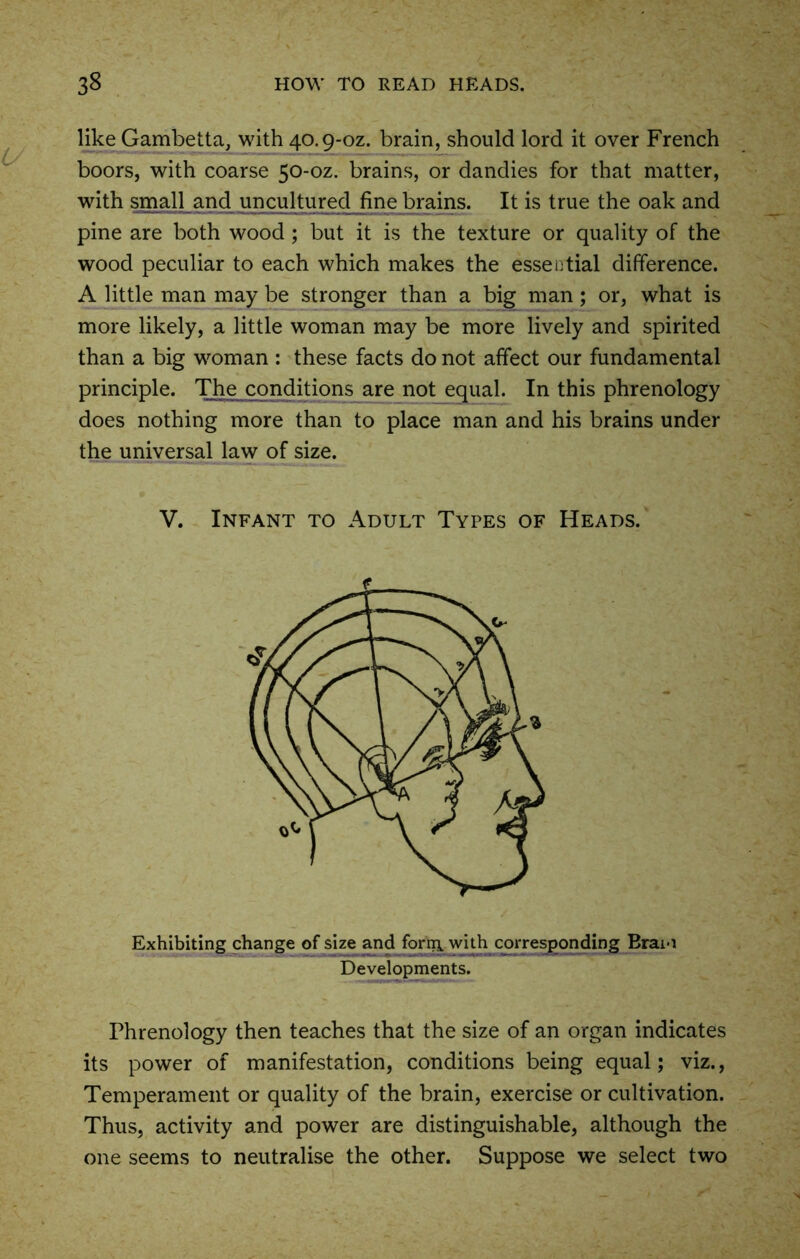 like Gambetta, with 40.9-oz. brain, should lord it over French boors, with coarse 50-oz. brains, or dandies for that matter, with small and uncultured fine brains. It is true the oak and pine are both wood ; but it is the texture or quality of the wood peculiar to each which makes the essential difference. A little man may be stronger than a big man; or, what is more likely, a little woman may be more lively and spirited than a big woman : these facts do not affect our fundamental principle. The conditions are not equal. In this phrenology does nothing more than to place man and his brains under the universal law of size. V. Infant to Adult Types of Heads. Exhibiting change of size and forir\ with corresponding Brai*i Developments. Phrenology then teaches that the size of an organ indicates its power of manifestation, conditions being equal; viz., Temperament or quality of the brain, exercise or cultivation. Thus, activity and power are distinguishable, although the one seems to neutralise the other. Suppose we select two