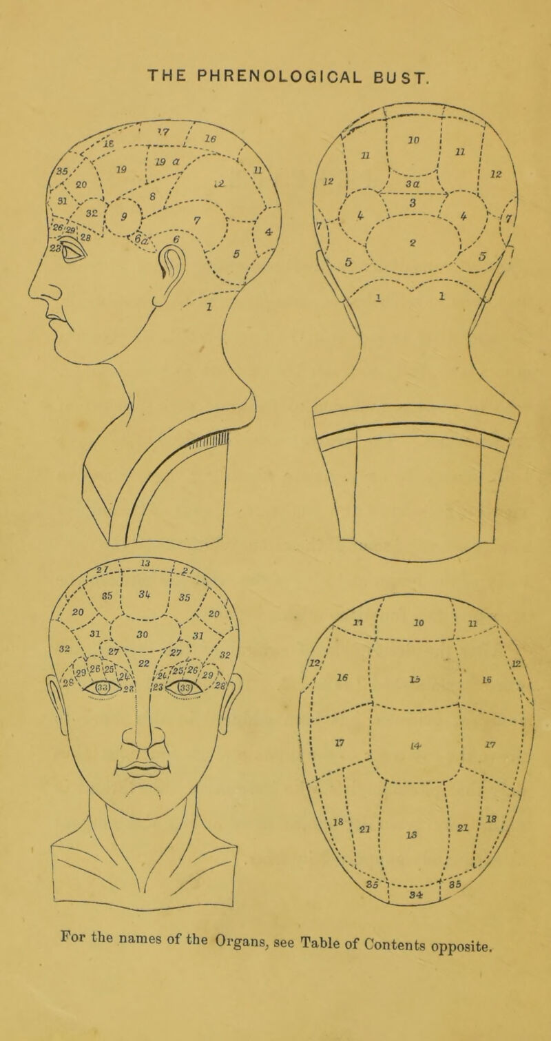 THE PHRENOLOGICAL BUST. For the names of the Organs, see Table of Contents opposite.