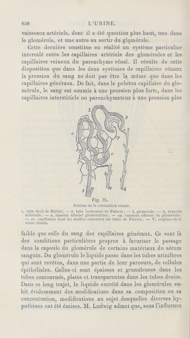 vaisseaux artériels, dont il a été question plus haut, une dans le glomérule, et une autre au sortir du glomérule. Cette dernière constitue en réalité un système particulier intercalé entre les capillaires artériels des glomérules et les capillaires veineux du parenchyme rénal. Il résulte de cette disposition que dans les deux systèmes de capillaires rénaux la pression du sang ne doit pas être la même que dans les capillaires généraux. De fait, dans le peloton capillaire du glo- mérule, le sang est soumis à une pression plus forte, dans les capillaires interstitiels ou parenchymateux à une pression plus Fig. 25. Schéma de la circulation rénale. 1, tube droit de Bellini ; — 2, tube contourné de Ferrein ; — 3, glomérule : — A, branche artérielle; — a, rameau artériel glomérulaire; — vp, vaisseau efférent du glomérule; — cc, capillaires dont les mailles entourent les tubes de Ferrein; — V, origines de la veine rénale. faible que celle du sang des capillaires généraux. Ce sont là des conditions particulières propres à favoriser le passage dans la capsule du glomérule de certains matériaux du sérum sanguin. Du glomérule le liquide passe dans les tubes urinifères qui sont revêtus, dans une partie de leur parcours, de cellules épithéliales. Celles-ci sont épaisses et granuleuses dans les tubes contournés, plates et transparentes dans les tubes droits. Dans ce long trajet, le liquide excrété dans les glomérules su- bit évidemment des modifications dans sa composition ou sa concentration, modifications au sujet desquelles diverses hy- pothèses ont été émises. M. Ludwig admet que, sous l’influence