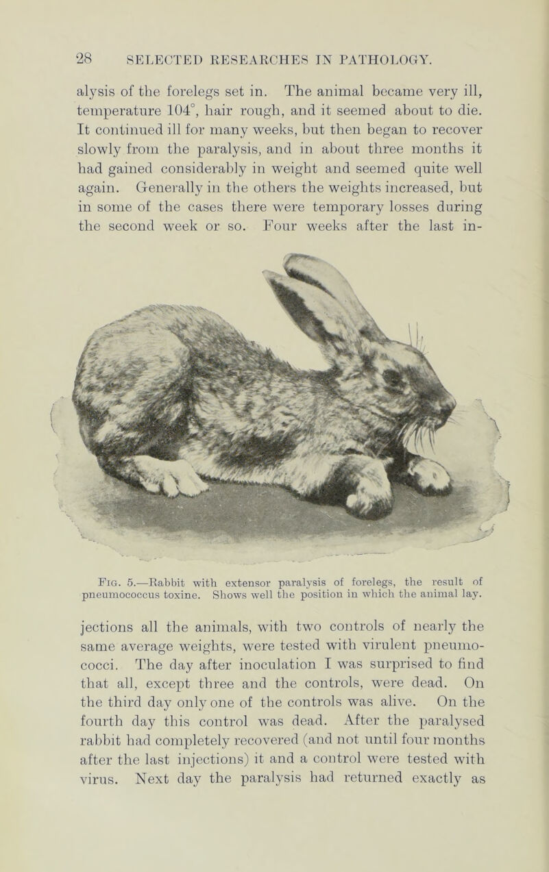 alysis of the forelegs set in. The animal became very ill, temperature 104°, hair rough, and it seemed about to die. It continued ill for many weeks, but then began to recover slowly from the paralysis, and in about three months it had gained considerably in weight and seemed quite well again. Generally in the others the weights increased, but in some of the cases there were temporary losses during the second week or so. Four weeks after the last in- Fig. 5.—Rabbit with extensor paralysis of forelegs, the result of pneumococcus toxine. Shows well the position in which the animal lay. jections all the animals, with two controls of nearly the same average weights, were tested with virulent pneumo- cocci. The day after inoculation I was surprised to find that all, except three and the controls, were dead. On the third day only one of the controls was alive. On the fourth day this control was dead. After the paralysed rabbit had completely recovered (and not until four months after the last injections) it and a control were tested with virus. Next day the paralysis had returned exactly as