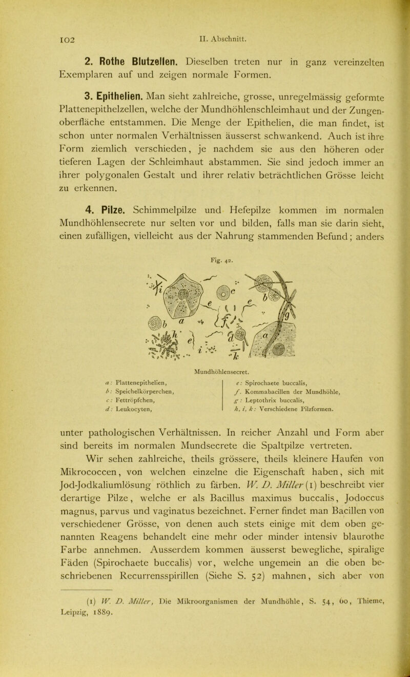 2. Rothe Blutzellen. Dieselben treten nur in ganz vereinzelten Exemplaren auf und zeigen normale Formen. 3. Epithelien. Man sieht zahlreiche, grosse, unregelmässig geformte Plattenepithelzellen, welche der Mundhöhlenschleimhaut und der Zungen- oberfläche entstammen. Die Menge der Epithelien, die man findet, ist schon unter normalen Verhältnissen äusserst schwankend. Auch ist ihre Form ziemlich verschieden, je nachdem sie aus den höheren oder tieferen Lagen der Schleimhaut abstammen. Sie sind jedoch immer an ihrer polygonalen Gestalt und ihrer relativ beträchtlichen Grösse leicht zu erkennen. 4. Pilze. Schimmelpilze und Hefepilze kommen im normalen Mundhöhlensecrete nur selten vor und bilden, falls man sie darin sieht, einen zufälligen, vielleicht aus der Nahrung stammenden Befund; anders Fig. 42. a : Plattenepithelien, b: Speichelkörperchen, c: Fettröpfchen, d: Leukocyten, e: Spirochaete buccalis, f. Kommabacillen der Mundhöhle, g: Leptothrix buccalis, h, i, k: Verschiedene Pilzformen. unter pathologischen Verhältnissen. In reicher Anzahl und Form aber sind bereits im normalen Mundsecrete die Spaltpilze vertreten. Wir sehen zahlreiche, theils grössere, theils kleinere Haufen von Mikrococcen, von welchen einzelne die Eigenschaft haben, sich mit Jod-Jodkaliumlösung röthlich zu färben. W. D. Miller (i) beschreibt vier derartige Pilze, welche er als Bacillus maximus buccalis, Jodoccus magnus, parvus und vaginatus bezeichnet. Ferner findet man Bacillen von verschiedener Grösse, von denen auch stets einige mit dem oben ge- nannten Reagens behandelt eine mehr oder minder intensiv blaurothe Farbe annehmen. Ausserdem kommen äusserst bewegliche, spiralige Fäden (Spirochaete buccalis) vor, welche ungemein an die oben be- schriebenen Recurrensspirillen (Siehe S. 52) mahnen, sich aber von (1) W. D. Miller, Die Mikroorganismen der Mundhöhle, S. 54» bo, Thieme, Leipzig, 1889.