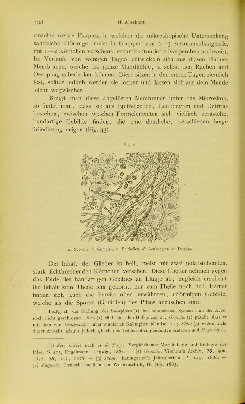 einzelne weisse Plaques, in welchen die mikroskopische Untersuchung zahlreiche eiförmige, meist in Gruppen von 2—3 zusammenhängende, mit 1—2 Körnchen versehene, scharf contourierte Körperchen nachweist. Im Verlaufe von wenigen Tagen entwickeln sich aus diesen Plaques Membranen, welche die ganze Mundhöhle, ja selbst den Rachen und Oesophagus bedecken können. Diese sitzen in den ersten Tagen ziemlich fest, später jedoch werden sie locker und lassen sich aus dem Munde leicht wegwischen. Bringt man diese abgelösten Membranen unter das Mikroskop, so findet man , dass sie aus Epithel zellen, Leukocyten und Detritus bestehen, zwischen welchen Formelementen sich vielfach verästelte, bandartige Gebilde finden, die eine deutliche, verschieden lange Gliederung zeigen (Fig. 43). Hg- 43- Der Inhalt der Glieder ist hell, meist mit zwei polarstehenden, stark lichtbrechenden Körnchen versehen. Diese Glieder nehmen gegen das Ende des bandartigen Gebildes an Fänge ab, zugleich erscheint ihr Inhalt zum Theile fein gekörnt, nur zum Theile noch hell. Ferner finden sich auch die bereits oben erwähnten, eiförmigen Gebilde, welche als die Sporen (Gonidien) des Pilzes anzusehen sind. Bezüglich der Stellung des Soorpilzes (1) im botanischen System sind die Acten noch nicht geschlossen. Rees (1) zählt ihn den Hefepilzen zu, Grawitz (2) glaubt, dass er mit dem von Cienkowsky näher studierten Ivahmpilze identisch ist; Plaut (3) widerspricht dieser Ansicht, glaubt jedoch gleich den beiden oben genannten Autoren und Baginsky (4) (1) Rees citiert nach A. de Bary, Vergleichende Morphologie und Biologie der Pilze, S. 405, Engelmann, Leipzig, 1884. — (2) Grawitz, Virchow’s Archiv, 70, 1877, 73, 147, 1878. — (3) Plaut, Baumgarten’s Jahresbericht, 1, 149, 1S8O. — (4) Baginsky, Deutsche medicinische Wochenschrift, 11, SüO, 1885.