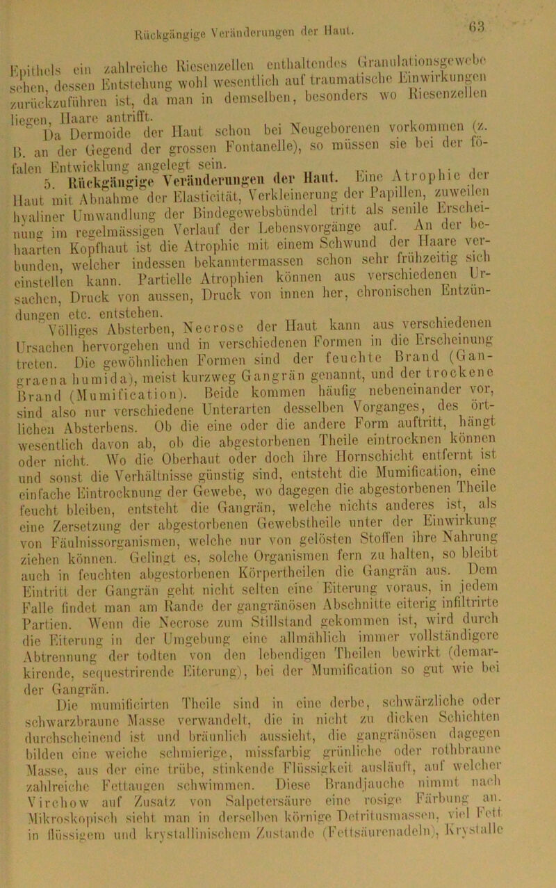 Epithels ein zahlreiche Riesciizellcu enthaltendes Granulationspwcbe sehen dessen Entstehung wohl wesentlich auf traumatisch«' Einwirkungen zurückzu führen ist, da man in demselben, besonders wo hiesenzellen fielen Haare an trifft. . , [)a Dermoide der Haut schon bei Neugeborenen Vorkommen (z. l’>. an der Gegend der grossen Fontanelle), so müssen sie bei der m- falen Entwicklung angelegt sein. 5 Rückgängige Veränderungen der Haut. Eine Atrophie der Maut mit Abnahme der Elasticität, Verkleinerung der Papillen, zuweilen hyaliner Umwandlung der Bindegewebsbundel tritt als senile Eiscliei- nung im regelmässigen Verlauf der Lebensvorgänge auf An der be- haarten Kopfhaut ist die Atrophie mit einem Schwund der llaaie ver- bunden, welcher indessen bekanntermassen schon sehr frühzeitig sich einstellen kann. Partielle Atrophien können aus verschiedenen Ur- sachen, Druck von aussen, Druck von innen her, chronischen Entzün- dungen etc. entstehen. , ' Völliges Absterben, Necrose der Haut kann aus verschiedenen Ursachen hervorgehen und in verschiedenen Formen in die Erscheinung treten Die gewöhnlichen Formen sind der feuchte Brand (Gan- graena humida), meist kurzweg Gangrän genannt, und der trockene Brand (Mumification). Beide kommen häufig nebeneinander vor, sind also nur verschiedene Unterarten desselben Vorganges, des ört- lichen Absterbens. Ob die eine oder die andere Form auftntt, hängt wesentlich davon ab, ob die abgestorbenen The-ile eintrocknen können oder nicht. Wo die Oberhaut oder doch ihre Hornschicht entfernt ist und sonst die Verhältnisse günstig sind, entsteht die Mumification, eine einfache Eintrocknung der Gewebe, wo dagegen die abgestorbenen 1 heile feucht bleiben, entsteht die Gangrän, welche nichts anderes ist als eine Zersetzung der abgestorbenen Gcwebstheile unter der Einwirkung von FäuInissorganismen, welche nur von gelösten Stoffen ihre Nahrung ziehen können. Gelingt es, solche Organismen fern zu halten, so bleibt auch in feuchten abgestorbenen Körpertheilcn die Gangrän aus. Dem Eintritt der Gangrän geht nicht selten eine Eiterung voraus, in jedem Falle findet man am Rande der gangränösen Abschnitte eiterig infiltrirte Partien. Wenn die Necrose zum Stillstand gekommen ist, wird durch die Eiterung in der Umgebung eine allmählich immer vollständigem Abtrennung der todten von den lebendigen Theilen bewirkt (demar- kirende, secpiestrirendc Eiterung), bei der Mumification so gut wie bei der Gangrän. Die mumificirtcn Tlicile sind in eine derbe, schwärzliche odei schwarzbraune Masse verwandelt, die in nicht zu dicken Schichten durchscheinend ist und bräunlich aussieht, die gangränösen dagegen bilden eine weiche schmierige, missfarbig grünliche oder rothbraune Masse, aus der eine trübe, stinkende Flüssigkeit ausläuft, auf welcher zahlreiche Fettaugen schwimmen. Diese Brandjauche nimmt nach Virchow auf Zusatz von Salpetersäure eine rosige Färbung an. Mikroskopisch sieht man in derselben körnige Detritusmassen, viel fett in flüssigem und krystallinisehem Zustande (Fcttsäiirenadelnj, Krysiallc