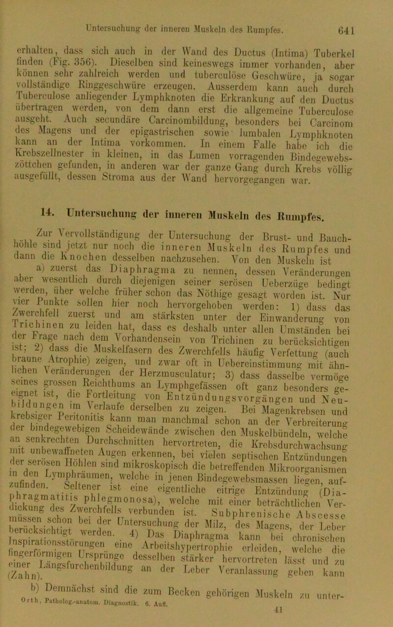 erhalten, dass sich auch in der Wand des Ductus (Intima) Tuberkel linden (fig. 356). Dieselben sind keineswegs immer vorhanden, aber können sein zahlreich werden und tubcrculösc Geschwüre, ja sogar vollständige Ringgeschwüre erzeugen. Ausserdem kann auch durch Tuberculose anliegender Lymphknoten die Erkrankung auf den Ductus iibei Magen werden, von dem dann erst die allgemeine Tuberculose ausgeht. Auch secundäre Carcinombildung, besonders bei Carcinom des Magens und der epigastrischen sowie' lumbalen Lymphknoten kann an der Intima Vorkommen. In einem Falle habe ich die Krebszellnester in kleinen, in das Lumen vorragenden Bindegcwcbs- zöttchen gefunden, in anderen war der ganze Gang durch Krebs völlig ausgefüllt, dessen Stroma aus der Wand hervorgegangen war. 14. Untersuchung der inneren Muskeln des Rumpfes. ..... Zur }ervoUstandigung der Untersuchung der Brust- und Bauch- höhle sind jetzt nur noch die inneren Muskeln des Rumpfes und dann die Knochen desselben nachzusehen. Von den Muskeln ist a) zuerst das Diaphragma zu nennen, dessen Veränderungen übet wesentlich durch diejenigen seiner serösen Ueberzüge bedingt werden, über welche früher schon das Notlüge gesagt worden ist. Nur uer tunkte sollen hier noch hervorgehoben werden: 1) dass das ^werchfeil zuerst und am stärksten unter der Einwanderung von nehmen zu leiden hat, dass es deshalb unter allen Umständen bei der frage nach dem Vorhandensein von Trichinen zu berücksichtigen st, -) dass die Muskelfasern des Zwerchfells häufig Verfettung (auch braune Atrophie) zeigen, und zwar oft in Uebereinstimmung mit ähn- lichen Veränderungen der Herzmusculatur; 3) dass dasselbe vermöge eb3f fi°SSer I!?1C!yhums an Lymphgefässen oft ganz besonders ge- bUet ist, die Fortleitung von Entzundungsvorgängen und Neu- krebsiffe^Peiitn \e-rla^fe derselben zu zei8'en- Bei Magenkrebsen und krebs.gci Peritonitis kann man manchmal schon an der Verbreiterung der bindegewebigen Scheidewände zwischen den Muskolbündeln, welche niitSunbewaffnpt PuJchschnit^en hervortreten, die Krebsdurchwachsung mit unbewaffneten Augen erkennen, bei vielen septischen Entzündungen dm serösen Hohlen sind mikroskopisch die betreffenden Mikroorganismen zufinLymsIbaUmen' (We Ch° ln jenen BinÄegewebsmassen liegen, auf- zufinden. Seltener ist eine eigentliche eitrige Entzündung (Dia- liekun^def / ph!ef^nonof)> welclie einer beträchtlichen Ver- dickung des Zwerchfells verbunden ist. Subphrenische Abscesse müssen schon bei der Untersuchung der Milz, des Magens der Leber berücksichtigt werden. 4) Das Diaphragma kann bei ^chronischen Jnspirationsstorungen eine Arbeitshvpertrophie erleiden wSe die fingerform'gen Ursprünge desselben stärker1hervortret n’ Clund zu mner^Langsfurchenbddung an der Leber Veranlassung geben kann b) Demnächst sind die zum Becken gehörigen Muskeln zu unter- Urth, Patliolog.-anatom. Diagnostik. 6. Aofl.