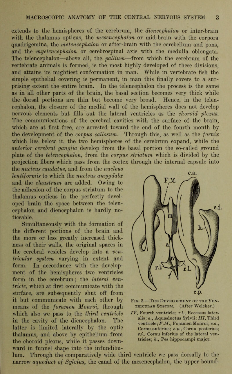 extends to the hemispheres of the cerebrum, the diencephalon or inter-brain with the thalamus opticus, the mesencephalon or mid-brain with the corpora quadrigemina, the metencephalon or after-brain with the cerebellum and pons, and the myelencephalon or cerebrospinal axis with the medulla oblongata. The telencephalon—above all, the pallium—from which the cerebrum of the vertebrate animals is formed, is the most highly developed of these divisions, and attains its mightiest conformation in man. While in vertebrate fish the simple epithelial covering is permanent, in man this finally covers to a sur- prising extent the entire brain. In the telencephalon the process is the same as in all other parts of the brain, the basal section becomes very thick while the dorsal portions are thin but become very broad. Hence, in the telen- cephalon, the closure of the medial wall of the hemispheres does not develop nervous elements but fills out the lateral ventricles as the choroid plexus. The communications of the cerebral cavities with the surface of the brain, which are at first free, are arrested toward the end of the fourth month by the development of the corpus callosum. Through this, as well as the fornix which lies below it, the two hemispheres of the cerebrum expand, while the anterior cerebral ganglia develop from the basal portion the so-called ground plate of the telencephalon, from the corpus striatum which is divided by the projection fibers which pass from the cortex through the internal capsule into the nucleus caudatus, and from the nucleus lentiformis to which the nucleus amygdalae and the claustrum are added. Owing to the adhesion of the corpus striatum to the thalamus opticus in the perfectly devel- oped brain the space between the telen- cephalon and diencephalon is hardly no- ticeable. Simultaneously with the formation of the different portions of the brain and the more or less greatly increased thick- ness of their walls, the original spaces in the cerebral vesicles develop into a ven- tricular system varying in extent and form. In accordance with the develop- ment of the hemispheres two ventricles form in the cerebrum; the lateral ven- tricle, which at first communicate with the surface, are subsequently shut off from it but communicate with each other by means of the foramen Monroi, through which also we pass to the third ventricle in the cavity of the diencephalon. The latter is limited laterally by the optic thalamus, and above by epithelium from the choroid plexus, while it passes down- ward in funnel shape into the infundibu- lum. Through the comparatively wide third ventricle we pass dorsally to the narrow aqueduct of Sylvius, the canal of the mesencephalon, the upper bounff- Fig. 2.—The Development of the Ven- tricular System. (After Welcker.) IV, Fourth ventricle; r.l., Recessus later- alis; a., Aquaeductus Sylvii; III, Third ventricle; F.M., Foramen Monroi; c.a., Cornu anterius; c.p., Cornu posterius; c.i.. Cornu inferius of the lateral ven- tricles; h., Pes hippocampi major.