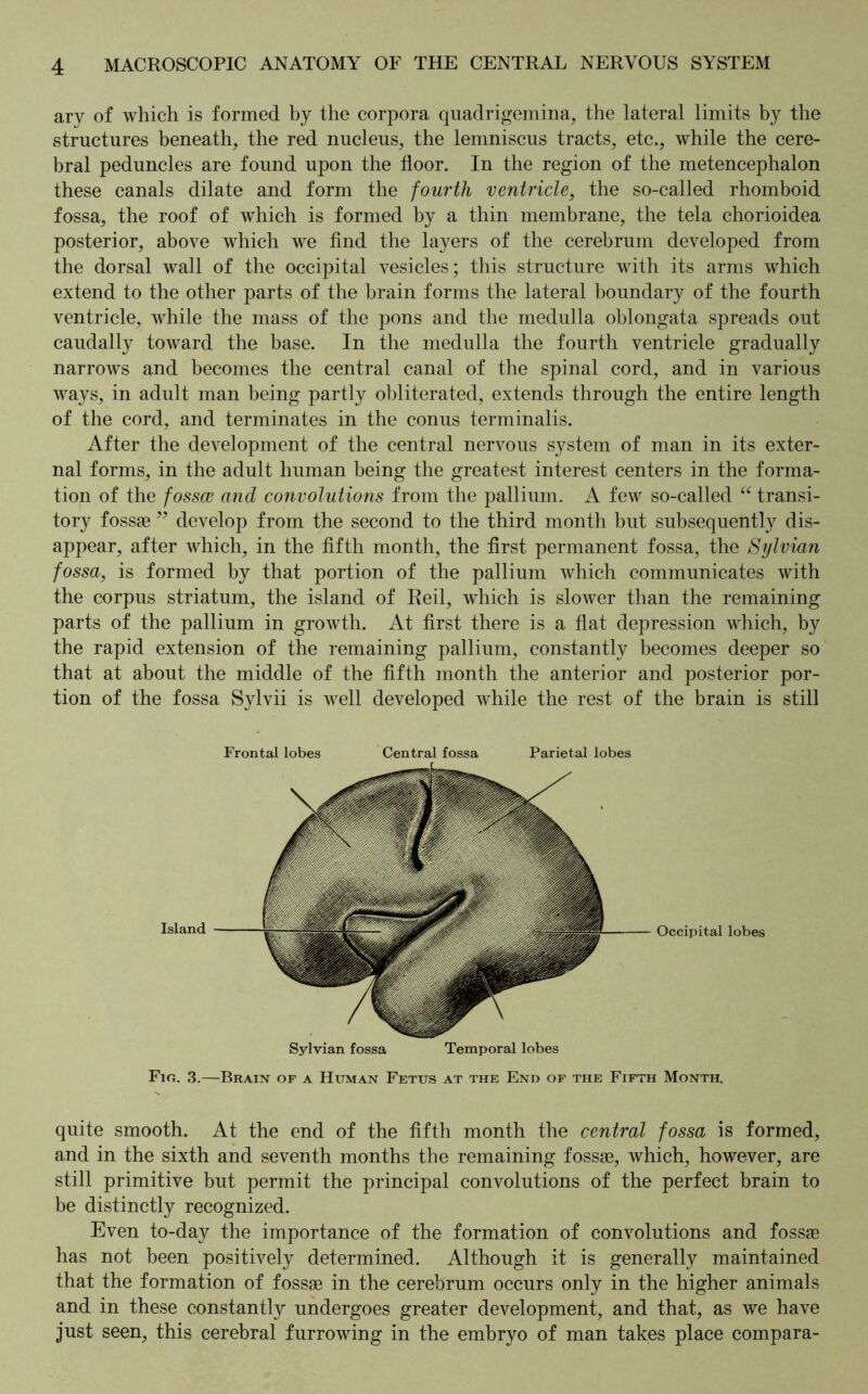 ary of which is formed by the corpora quadrigemina, the lateral limits by the structures beneath, the red nucleus, the lemniscus tracts, etc., while the cere- bral peduncles are found upon the floor. In the region of the metencephalon these canals dilate and form the fourth ventricle, the so-called rhomboid fossa, the roof of which is formed by a thin membrane, the tela chorioidea posterior, above which we find the layers of the cerebrum developed from the dorsal wall of the occipital vesicles; this structure with its arms which extend to the other parts of the brain forms the lateral boundary of the fourth ventricle, while the mass of the pons and the medulla oblongata spreads out caudally toward the base. In the medulla the fourth ventricle gradually narrows and becomes the central canal of the spinal cord, and in various ways, in adult man being partly obliterated, extends through the entire length of the cord, and terminates in the conus terminalis. After the development of the central nervous system of man in its exter- nal forms, in the adult human being the greatest interest centers in the forma- tion of the fossce and convolutions from the pallium. A few so-called “ transi- tory fossae99 develop from the second to the third month but subsequently dis- appear, after which, in the fifth month, the first permanent fossa, the Sylvian fossa, is formed by that portion of the pallium which communicates with the corpus striatum, the island of Reil, which is slower than the remaining parts of the pallium in growth. At first there is a flat depression which, by the rapid extension of the remaining pallium, constantly becomes deeper so that at about the middle of the fifth month the anterior and posterior por- tion of the fossa Sylvii is well developed while the rest of the brain is still Fig. 3.—Brain of a Human Fetus at the End of the Fifth Month. quite smooth. At the end of the fifth month the central fossa is formed, and in the sixth and seventh months the remaining fossae, which, however, are still primitive but permit the principal convolutions of the perfect brain to be distinctly recognized. Even to-day the importance of the formation of convolutions and fossae has not been positively determined. Although it is generally maintained that the formation of fossae in the cerebrum occurs only in the higher animals and in these constantly undergoes greater development, and that, as we have just seen, this cerebral furrowing in the embryo of man takes place compara-