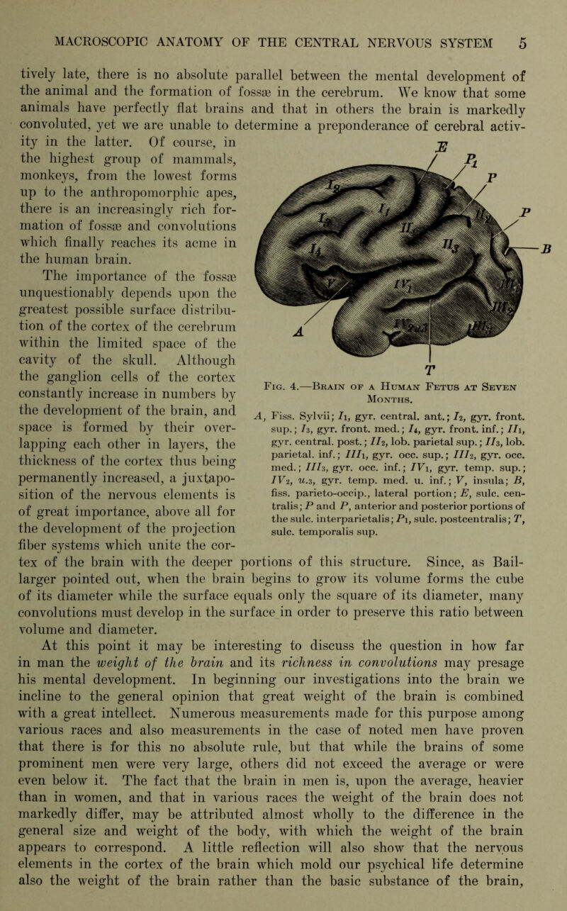 tively late, there is no absolute parallel between the mental development of the animal and the formation of fossae in the cerebrum. We know that some animals have perfectly flat brains and that in others the brain is markedly convoluted, yet we are unable to determine a preponderance of cerebral activ- ity in the latter. Of course, in the highest group of mammals, monkeys, from the lowest forms up to the anthropomorphic apes, there is an increasingly rich for- mation of fossae and convolutions which finally reaches its acme in the human brain. The importance of the fossae unquestionably depends upon the greatest possible surface distribu- tion of the cortex of the cerebrum within the limited space of the cavity of the skull. Although the ganglion cells of the cortex constantly increase in numbers by the development of the brain, and space is formed by their over- lapping each other in layers, the thickness of the cortex thus being permanently increased, a juxtapo- sition of the nervous elements is of great importance, above all for the development of the projection fiber systems which unite the cor- tex of the brain with the deeper portions of this structure. Since, as Bail- larger pointed out, when the brain begins to grow its volume forms the cube of its diameter while the surface equals only the square of its diameter, many convolutions must develop in the surface in order to preserve this ratio between volume and diameter. At this point it may be interesting to discuss the question in how far in man the weight of the brain and its richness in convolutions may presage his mental development. In beginning our investigations into the brain we incline to the general opinion that great weight of the brain is combined with a great intellect. Numerous measurements made for this purpose among various races and also measurements in the case of noted men have proven that there is for this no absolute rule, but that while the brains of some prominent men were very large, others did not exceed the average or were even below it. The fact that the brain in men is, upon the average, heavier than in women, and that in various races the weight of the brain does not markedly differ, may be attributed almost wholly to the difference in the general size and weight of the body, with which the weight of the brain appears to correspond. A little reflection will also show that the nervous elements in the cortex of the brain which mold our psychical life determine also the weight of the brain rather than the basic substance of the brain, JS T Fig. 4.—Brain of a Human Fetus at Seven Months. A, Fiss. Sylvii; h, gyr. central, ant.; I2, gyr. front, sup.; h, gyr. front, med.; /*, gyr. front, inf.; II\, gyr. central, post.; 112, lob. parietal sup.; II3, lob. parietal, inf.; III 1, gyr. occ. sup.; III2, gyr. occ. med.; Ilh, gyr. occ. inf.; IV\, gyr. temp, sup.; IV2, u.3, gyr. temp. med. u. inf.; V, insula; B, fiss. parieto-occip., lateral portion; E, sulc. cen- tralis; P and P, anterior and posterior portions of the sulc. interparietalis; Pi, sulc. postcentralis; T, sulc. temporalis sup.