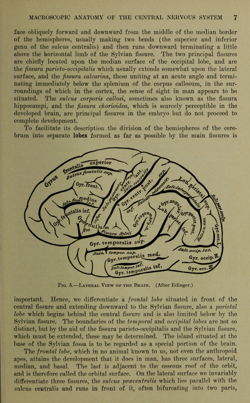 face obliquely forward and downward from the middle of the median border of the hemispheres, usually making two bends (the superior and inferior genu of the sulcus centralis) and then runs downward terminating a little above the horizontal limb of the Sylvian fissure. The two principal fissures are chiefly located upon the median surface of the occipital lobe, and are the fissura parieto-occipitalis which usually extends somewhat upon the lateral surface, and the fissura calcarina, these uniting at an acute angle and termi- nating immediately below the splenium of the corpus callosum, in the sur- roundings of which in the cortex, the sense of sight in man appears to be situated. The sulcus corporis callosi, sometimes also known as the fissura hippocampi, and the fissura chorioidea, which is scarcely perceptible in the developed brain, are principal fissures in the embryo but do not proceed to complete development. To facilitate its description the division of the hemispheres of the cere- brum into separate lobes formed as far as possible by the main fissures is important. Hence, we differentiate a frontal lobe situated in front of the central fissure and extending downward to the Sylvian fissure, also a parietal lobe which begins behind the central fissure and is also limited below by the Sylvian fissure. The boundaries of the temporal and occipital lobes are not so distinct, but by the aid of the fissura parieto-occipitalis and the Sylvian fissure, which must be extended, these may be determined. The island situated at the base of the Sylvian fossa is to be regarded as a special portion of the brain. The frontal lobe, which in no animal known to us, not even the anthropoid apes, attains the development that it does in man, has three surfaces, lateral, median, and basal. The last is adjacent to the osseous roof of the orbit, and is therefore called the orbital surface. On the lateral surface we invariably differentiate three fissures, the sulcus prcecentralis which lies parallel with the sulcus centralis and runs in front of it, often bifurcating into two parts,