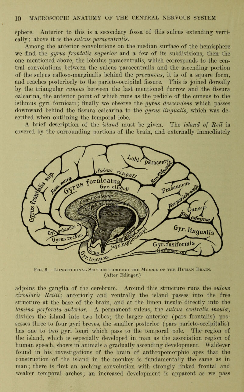 sphere. Anterior to this is a secondary fossa of this sulcus extending verti- cally ; above it is the sulcus paracentrails. Among the anterior convolutions on the median surface of the hemisphere we find the gyrus frontalis superior and a few of its subdivisions, then the one mentioned above, the lobulus paracentralis, which corresponds to the cen- tral convolutions between the sulcus paracentralis and the ascending portion of the sulcus calloso-marginalis behind the precuneus, it is of a square form, and reaches posteriorly to the parieto-occipital fissure. This is joined dorsally by the triangular cuneus between the last mentioned furrow and the fissura calcarina, the anterior point of which runs as the pedicle of the cuneus to the isthmus gyri fornicati; finally we observe the gyrus descendens which passes downward behind the fissura calcarina to the gyrus lingualis, which was de- scribed when outlining the temporal lobe. A brief description of the island must be given. The island of Reil is covered by the surrounding portions of the brain, and externally immediately Fig. 6.—Longitudinal Section through the Middle of the Human Brain. (After Edinger.) adjoins the ganglia of the cerebrum. Around this structure runs the sulcus circularis Reilii; anteriorly and ventrally the island passes into the free structure at the base of the brain, and at the limen insulae directly into the lamina perforata anterior. A permanent sulcus, the sulcus centralis insulae, divides the island into two lobes; the larger anterior (pars frontalis) pos- sesses three to four gyri breves, the smaller posterior (pars parieto-occipitalis) has one to two gyri longi which pass to the temporal pole. The region of the island, which is especially developed in man as the association region of human speech, shows in animals a gradually ascending development. Waldeyer found in his investigations of the brain of anthropomorphic apes that the construction of the island in the monkey is fundamentally the same as in man; there is first an arching convolution with strongly linked frontal and weaker temporal arches; an increased development is apparent as we pass