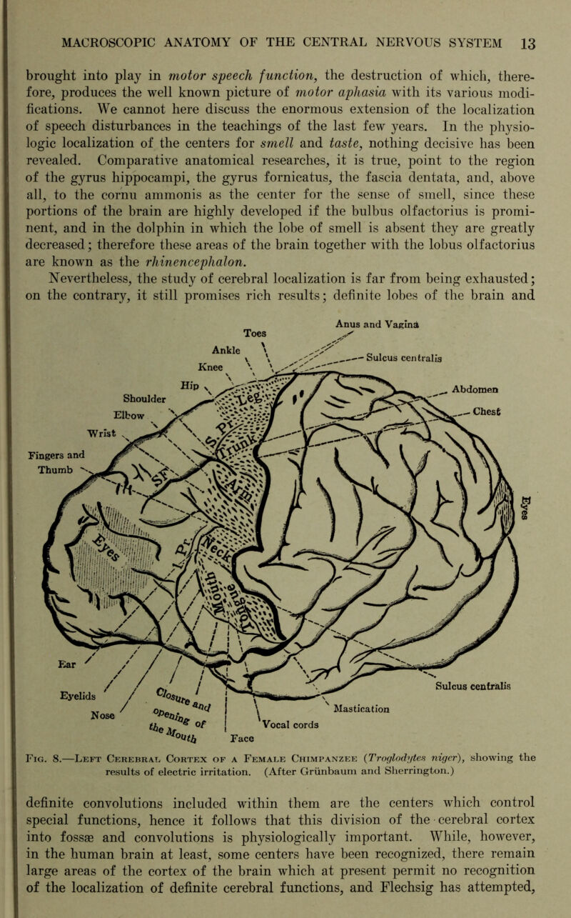 brought into play in motor speech function, the destruction of which, there- fore, produces the well known picture of motor aphasia with its various modi- fications. We cannot here discuss the enormous extension of the localization of speech disturbances in the teachings of the last few years. In the physio- logic localization of the centers for smell and taste, nothing decisive has been revealed. Comparative anatomical researches, it is true, point to the region of the gyrus hippocampi, the gyrus fornicatus, the fascia dentata, and, above all, to the cornu ammonis as the center for the sense of smell, since these portions of the brain are highly developed if the bulbus olfactorius is promi- nent, and in the dolphin in which the lobe of smell is absent they are greatly decreased; therefore these areas of the brain together with the lobus olfactorius are known as the rhinencephalon. Nevertheless, the study of cerebral localization is far from being exhausted; on the contrary, it still promises rich results; definite lobes of the brain and Anus and Vagina Fig. 8.—Left Cerebral, Cortex of a Female Chimpanzee (Troglodytes nigcr), showing the results of electric irritation. (After Grünbaum and Sherrington.) definite convolutions included within them are the centers which control special functions, hence it follows that this division of the cerebral cortex into fossae and convolutions is physiologically important. While, however, in the human brain at least, some centers have been recognized, there remain large areas of the cortex of the brain which at present permit no recognition of the localization of definite cerebral functions, and Flechsig has attempted,