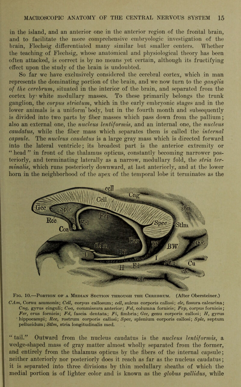 in the island, and an anterior one in the anterior region of the frontal brain, and to facilitate the more comprehensive embryologic investigation of the brain, Flechsig differentiated many similar but smaller centers. Whether the teaching of Flechsig, whose anatomical and physiological theory has been often attacked, is correct is by no means yet certain, although its fructifying effect upon the study of the brain is undoubted. So far we have exclusively considered the cerebral cortex, which in man represents the dominating portion of the brain, and we now turn to the ganglia of the cerebrum, situated in the interior of the brain, and separated from the cortex by white medullary masses. To these primarily belongs the trunk ganglion, the corpus striatum, which in the early embryonic stages and in the lower animals is a uniform* body, but in the fourth month and subsequently is divided into two parts by fiber masses wdiich pass down from the pallium; also an external one, the nucleus lentiformis, and an internal one, the nucleus caudatus, while the fiber mass which separates them is called the internal capsule. The nucleus caudatus is a large gray mass which is directed forward into the lateral ventricle; its broadest part is the anterior extremity or “ head ” in front of the thalamus opticus, constantly becoming narrower pos- teriorly, and terminating laterally as a narrow, medullary fold, the stria ter- minals, which runs posteriorly downward, at last anteriorly, and at the lower horn in the neighborhood of the apex of the temporal lobe it terminates as the Fig. 10.—Portion of a Median Section through the Cerebrum. (After Obersteiner.) CAm, Cornu ammonis; Cell, corpus callosum; cell, sulcus corporis callosi; clc, fissura calcarina; Cng, gyrus cinguli; Coa, commissura anterior; Fcl, columna fornicis; Fcp, corpus fornicis; Fcr, crus fornicis; Fd, fascia dentata; Fi, fimbria; Gcc, genu corporis callosi; H, gyrus hippocampi; Rcc, rostrum corporis callosi; Spec, splenium corporis callosi; Splc, septum pellucidum; Stlm, stria longitudinalis med. “ tail.” Outward from the nucleus caudatus is the nucleus lentiformis, a wedge-shaped mass of gray matter almost wholly separated from the former, and entirely from the thalamus opticus by the fibers of the internal capsule; neither anteriorly nor posteriorly does it reach as far as the nucleus caudatus; it is separated into three divisions by thin medullary sheaths of which the medial portion is of lighter color and is known as the globus pallidus, while