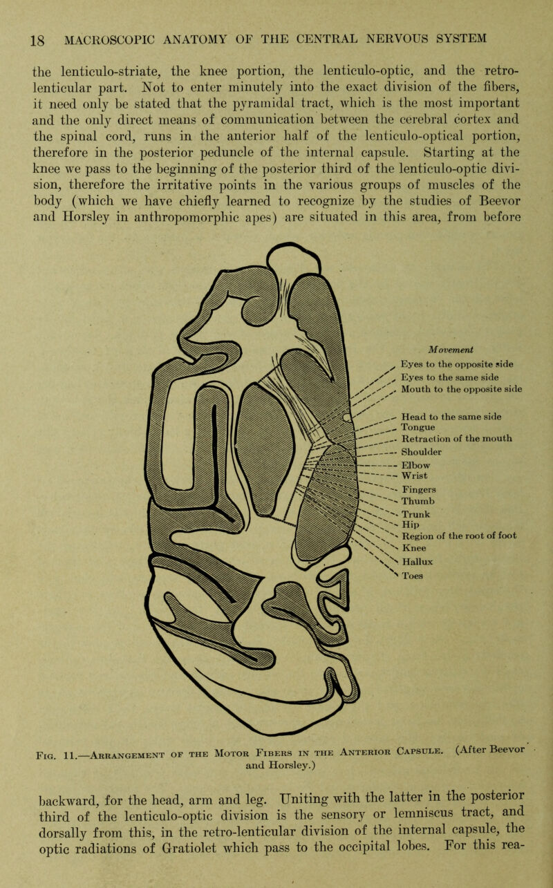 the lenticulo-striate, the knee portion, the lenticulo-optic, and the retro- lenticular part. Not to enter minutely into the exact division of the fibers, it need only be stated that the pyramidal tract, which is the most important and the only direct means of communication between the cerebral cortex and the spinal cord, runs in the anterior half of the lenticulo-optical portion, therefore in the posterior peduncle of the internal capsule. Starting at the knee we pass to the beginning of the posterior third of the lenticulo-optic divi- sion, therefore the irritative points in the various groups of muscles of the body (which we have chiefly learned to recognize by the studies of Beevor and Horsley in anthropomorphic apes) are situated in this area, from before Movement y Eyes to the opposite side x Eyes to the same side Mouth to the opposite side ^ Head to the same side Tongue Retraction of the mouth f Shoulder Elbow ~ — Wrist Fingers Thumb Trunk Hip Region of the root of foot , N Knee Ns> Hallux ' Toes Fig. 11. Arrangement of the Motor Fibers in the Anterior Capsule. (After Beevor and Horsley.) backward, for the head, arm and leg. Uniting with the latter in the posterior third of the lenticulo-optic division is the sensory or lemniscus tract, and dorsally from this, in the retro-lenticular division of the internal capsule, the optic radiations of Gratiolet which pass to the occipital lobes. For this rea-