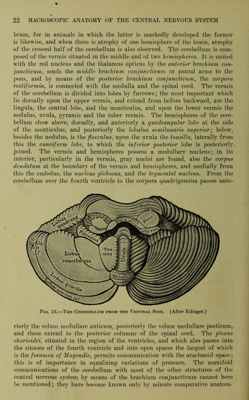 brum, for in animals in which the latter is markedly developed the former is likewise, and when there is atrophy of one hemisphere of the brain, atrophy of the crossed half of the cerebellum is also observed. The cerebellum is com- posed of the vermis situated in the middle and of two hemispheres. It is united with the red nucleus and the thalamus opticus by the anterior brachium con- junctivum, sends the middle brachium conjunctivum or pontal arms to the pons, and by means of the posterior brachium conjunctivum, the corpora restiformia, is connected with the medulla and the spinal cord. The vermis of the cerebellum is divided into lobes by furrows; the most important which lie dorsally upon the upper vermis, and extend from before backward, are the lingula, the central lobe, and the monticulus, and upon the lower vermis the nodulus, uvula, pyramis and the tuber vermis. The hemispheres of the cere- bellum show above, dorsally, and anteriorly a quadrangular lobe at the side of the monticulus, and posteriorly the lobulus semilunaris superior; below, besides the nodulus, is the flocculus, upon the uvula the tonsilla, laterally from this the cuneiform lobe, to which the inferior posterior lobe is posteriorly, joined. The vermis and hemispheres possess a medullary nucleus; in its interior, particularly in the vermis, gray nuclei are found, also the corpus dendatum at the boundary of the vermis and hemispheres, and medially from this the embolus, the nucleus globosus, and the tegmental nucleus. From the cerebellum over the fourth ventricle to the corpora quadrigemina passes ante- Fig. 15.—The Cerebellum from the Ventral Side. (After Edinger.) riorly the velum medulläre anticum, posteriorly the velum medulläre posticum, and these extend to the posterior columns of the spinal cord. The plexus chorioidei, situated in the region of the Ventricles, and which also passes into the sinuses of the fourth ventricle and into open spaces the largest of which is the foramen of Magendie, permits communication with the arachnoid space; this is of importance in equalizing variations of pressure. The manifold communications of the cerebellum with most of the other structures of the central nervous system by means of the brachium conjunctivum cannot here be mentioned; they have become known only by minute comparative anatom-