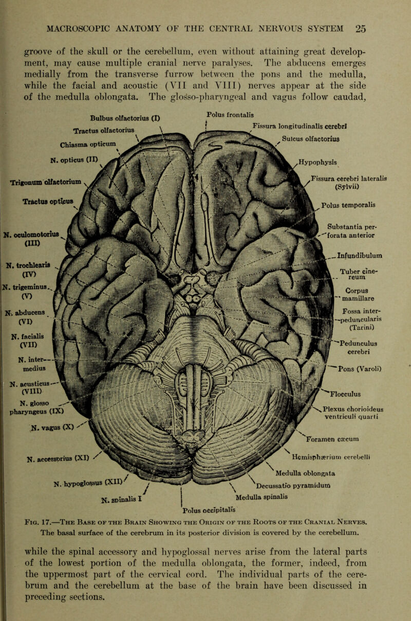 groove of the skull or the cerebellum, even without attaining great develop- ment, may cause multiple cranial nerve paralyses. The abducens emerges medially from the transverse furrow between the pons and the medulla, while the facial and acoustic (YII and VIII) nerves appear at the side of the medulla oblongata. The glosso-pharyngeal and vagus follow caudad, Bulbus olfactorius (I) Tractus olfactorius \ Chiasma opticum N. opticus (II) Trigonum olfactorium Tractus optijcuB N. oculomotorius % (III) N. trocblearia (IV) N. trigeminus.^ (V) N.abducens (VI) N. facialis (VII) N. inter— mcdius N. acusticus — (VIII) N. glos.so pharyngeus (IX) N. vagus (X) N. accessorius (XI) / N. hypoglossus (XII) Polus frontalis I Fissura longitudinalis cerebri Sulcus olfactorius Hypophysis Fissura cerebri lateralis (Sylvii) Polus temporalis Substantia per- forata anterior Tuber cine- reum Corpus mamillare _ Infundibulum Fossa inter- -peduncularis (Tarini) ■Pedunculus cerebri Pons (Varoli) Flocculus Plexus chorioideus ventriculi quarti Foramen caecum Hcmisphjerium eerebelli Medulla oblongata Decussatio pyramiduto N. spinalis I Medulla spinalis Polus occipitalis Fig. 17.—The Base of the Brain Showing the Origin of the Roots of the Cranial, Nerves. The basal surface of the cerebrum in its posterior division is covered by the cerebellum. while the spinal accessory and hypoglossal nerves arise from the lateral parts of the lowest portion of the medulla oblongata, the former, indeed, from the uppermost part of the cervical cord. The individual parts of the cere- brum and the cerebellum at the base of the brain have been discussed in preceding sections.