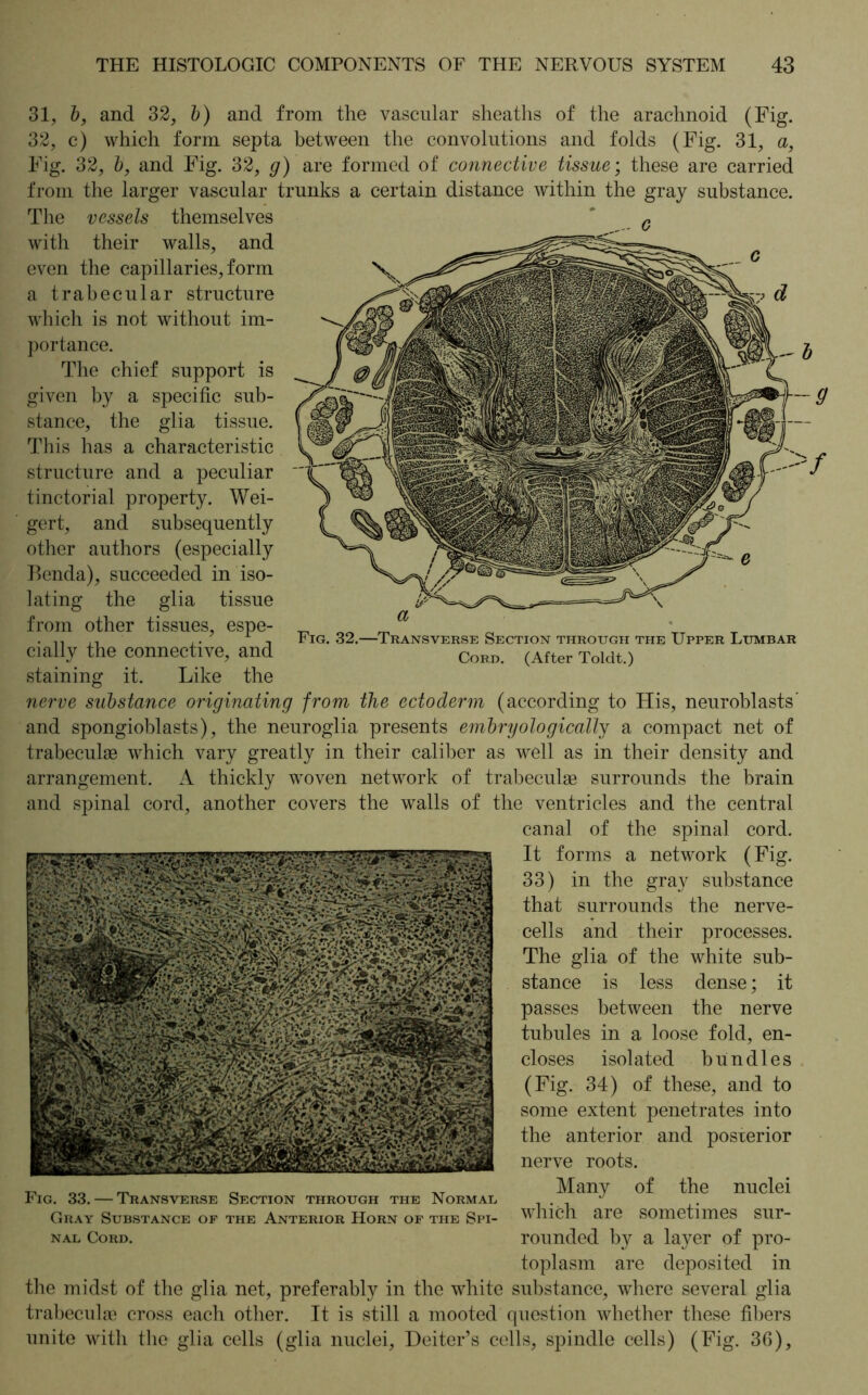 31, b, and 32, b) and from the vascular sheaths of the arachnoid (Fig. 32, c) which form septa between the convolutions and folds (Fig. 31, a, Fig. 32, b, and Fig. 32, g) are formed of connective tissue; these are carried from the larger vascular trunks a certain distance within the gray substance. The vessels themselves with their walls, and even the capillaries, form a trabecular structure which is not without im- portance. The chief support is given by a specific sub- stance, the glia tissue. This has a characteristic structure and a peculiar tinctorial property. Wei- gert, and subsequently other authors (especially Benda), succeeded in iso- lating the glia tissue from other tissues, espe- _ m . , Fig. 32.—Transverse Section through the Upper Lumbar cully the connective, and CoED_ (After ToIdt0 staining it. Like the nerve substance originating from the ectoderm (according to His, neuroblasts’ and spongioblasts), the neuroglia presents embryologically a compact net of trabeculae which vary greatly in their caliber as well as in their density and arrangement. A thickly woven network of trabeculae surrounds the brain and spinal cord, another covers the walls of the ventricles and the central canal of the spinal cord. It forms a network (Fig. 33) in the gray substance that surrounds the nerve- cells and their processes. The glia of the white sub- stance is less dense; it passes between the nerve tubules in a loose fold, en- closes isol ated bundles (Fig. 34) of these, and to some extent penetrates into the anterior and posterior nerve roots. Many of the nuclei which are sometimes sur- rounded by a layer of pro- toplasm are deposited in the midst of the glia net, preferably in the white substance, where several glia trabeculae cross each other. It is still a mooted question whether these fibers unite with the glia cells (glia nuclei, Deiter’s cells, spindle cells) (Fig. 36), Fig. 33. — Transverse Section through the Normal Gray Substance of the Anterior Horn of the Spi- nal Cord.