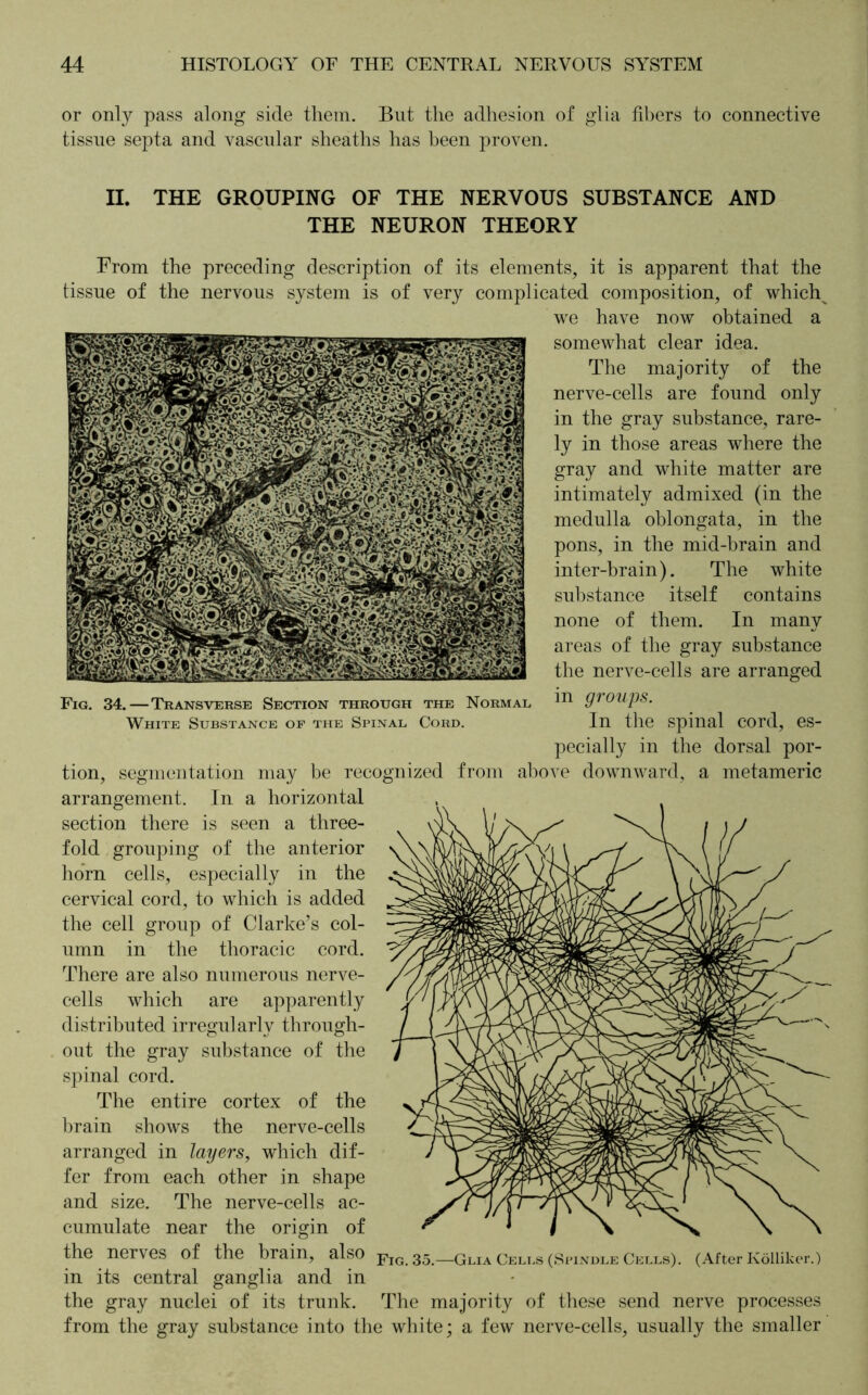 or only pass along side them. But the adhesion of glia fibers to connective tissue septa and vascular sheaths has been proven. II. THE GROUPING OF THE NERVOUS SUBSTANCE AND THE NEURON THEORY From the preceding description of its elements, it is apparent that the tissue of the nervous system is of very complicated composition, of which^ we have now obtained a somewhat clear idea. The majority of the nerve-cells are found only in the gray substance, rare- ly in those areas where the gray and white matter are intimately admixed (in the medulla oblongata, in the pons, in the mid-brain and inter-brain). The white substance itself contains none of them. In many areas of the gray substance the nerve-cells are arranged Fig. 34.—Transverse Section through the Normal m 9r°ups. White Substance of the Spinal Cord. In the spinal Cord, es- pecially in the dorsal por- tion, segmentation may be recognized from above downward, a metamerie arrangement. In a horizontal section there is seen a three- fold grouping of the anterior horn cells, especially in the cervical cord, to which is added the cell group of Clarke’s col- umn in the thoracic cord. There are also numerous nerve- cells which are apparently distributed irregularly through- out the gray substance of the spinal cord. The entire cortex of the brain shows the nerve-cells arranged in layers, which dif- fer from each other in shape and size. The nerve-cells ac- cumulate near the origin of the nerves of the brain, also pIG 35.—Glia Cells (Spindle Cells). (After Kölliker.) in its central ganglia and in the gray nuclei of its trunk. The majority of these send nerve processes from the gray substance into the white; a few nerve-cells, usually the smaller