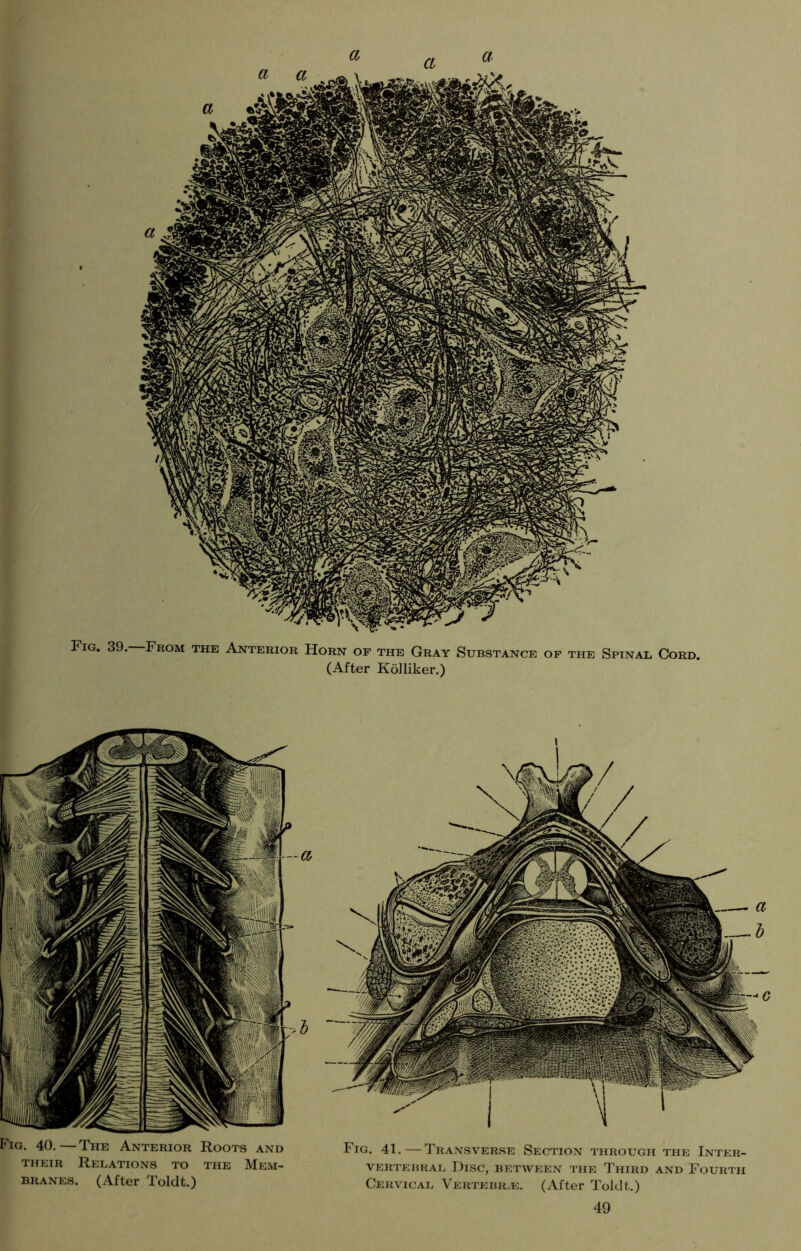 Fig. 39. From the Anterior Horn of the Gray Substance of the Spinal Cord. (After Kö]liker.) Fig. 40. The Anterior Roots and Fig. 41. — Transverse Section through the Inter- their Relations to the Mem- vertebral Disc, between the Third and Fourth branes. (After Toldt.) Cervical Vertebras. (After Toldt.)