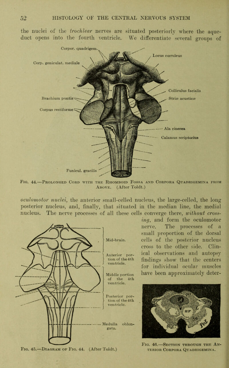 the nuclei of the trochlear nerves are situated posteriorly where the aque- duct opens into the fourth ventricle. We differentiate several groups of Corpor. quadrigem. Corp. geniculat. mediale Corpus restiforme Funicul. gracilis Brachium Locus cceruleus Colliculus facialis Stria; acusticae — Ala cinerea Calamus scriptorius Fig. 44.—Prolonged Cord with the Rhomboid Fossa and Corpora Quadrigemina from Above. (After Toldt.) oculomotor nuclei, the anterior small-celled nucleus, the large-celled, the long posterior nucleus, and, finally, that situated in the median line, the medial nucleus. The nerve processes of all these cells converge there, without cross- ing, and form the oculomotor nerve. The processes of a small proportion of the dorsal cells of the posterior nucleus cross to the other side. Clin- ical observations and autopsy findings show that the centers for individual ocular muscles have been approximately deter- Mid-brain. Anterior por- tion of the 4th ventricle. Middle portion of the 4th ventricle. Posterior por- tion of the4th ventricle. — Medulla oblon- gata. Fig. 45.—Diagram of Fig. 44. (After Toldt.) Fig. 46.—Section through the An- terior Corpora Quadrigemina.