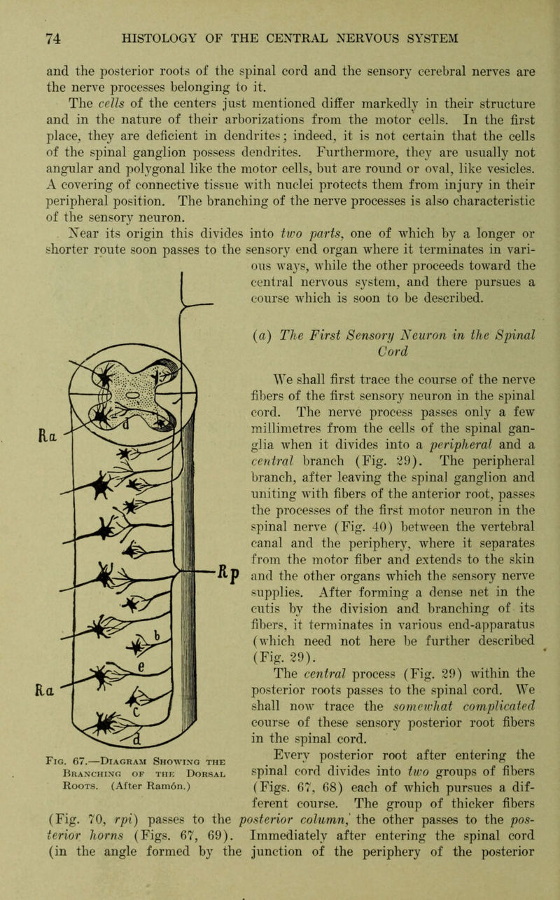 and the posterior roots of the spinal cord and the sensory cerebral nerves are the nerve processes belonging to it. The cells of the centers just mentioned differ markedly in their structure and in the nature of their arborizations from the motor cells. In the first place, they are deficient in dendrites; indeed, it is not certain that the cells of the spinal ganglion possess dendrites. Furthermore, they are usually not angular and polygonal like the motor cells, but are round or oval, like vesicles. A covering of connective tissue with nuclei protects them from injury in their peripheral position. The branching of the nerve processes is also characteristic of the sensory neuron. Near its origin this divides into two parts, one of wdiich by a longer or shorter route soon passes to the sensory end organ where it terminates in vari- ous ways, while the other proceeds toward the central nervous system, and there pursues a course which is soon to be described. (a) The First Sensory Neuron in the Spinal Cord We shall first trace the course of the nerve fibers of the first sensory neuron in the spinal cord. The nerve process passes only a few millimetres from the cells of the spinal gan- glia when it divides into a peripheral and a central branch (Fig. 29). The peripheral branch, after leaving the spinal ganglion and uniting with fibers of the anterior root, passes the processes of the first motor neuron in the spinal nerve (Fig. 40) between the vertebral canal and the periphery, where it separates from the motor fiber and extends to the skin and the other organs which the sensory nerve supplies. After forming a dense net in the cutis by the division and branching of its fibers, it terminates in various end-apparatus (which need not here be further described (Fig. 29). The central process (Fig. 29) within the posterior roots passes to the spinal cord. We shall now trace the someivhat complicated course of these sensory posterior root fibers in the spinal cord. Every posterior root after entering the spinal cord divides into two groups of fibers (Figs. 67, 68) each of which pursues a dif- ferent course. The group of thicker fibers (Fig. 70, rpi) passes to the posterior column,' the other passes to the pos- terior horns (Figs. 67, 69). Immediately after entering the spinal cord (in the angle formed by the junction of the periphery of the posterior Rp Fig. 67.—Diagram Showing the Branching of the Dorsal Roots. (After Ramön.)