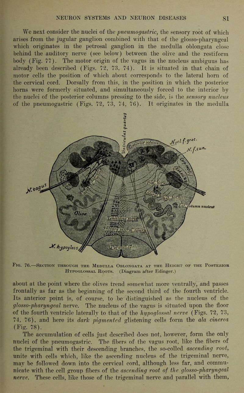 We next consider the nuclei of the pneumogastric, the sensory root of which arises from the jugular ganglion combined with that of the glosso-pharyngeal which originates in the petrosal ganglion in the medulla oblongata close behind the auditory nerve (see below) between the olive and the restiform body (Fig. 77). The motor origin of the vagus in the nucleus ambiguus has already been described (Figs. 72, 73, 74). It is situated in that chain of motor cells the position of which about corresponds to the lateral horn of the cervical cord. Dorsally from this, in the position in which the posterior horns were formerly situated, and simultaneously forced to the interior by the nuclei of the posterior columns pressing to the side, is the sensory nucleus of the pneumogastric (Figs. 72, 73, 74, 76). It originates in the medulla Fig. 76.—Section through the Medulla Oblongata at the Height of the Posterior Hypoglossal Roots. (Diagram after Edinger.) about at the point where the olives trend somewhat more ventrally, and passes frontally as far as the beginning of the second third of the fourth ventricle. Its anterior point is, of course, to be distinguished as the nucleus of the glosso-pharyngeal nerve. The nucleus of the vagus is situated upon the floor of the fourth ventricle laterally to that of the hypoglossal nerve (Figs. 72, 73, 74, 76), and here its dark pigmented glistening cells form the ala cinerea (Fig. 78). The accumulation of cells just described does not, however, form the only nuclei of the pneumogastric. The fibers of the vagus root, like the fibers of the trigeminal with their descending branches, the so-colled ascending root, unite with cells which, like the ascending nucleus of the trigeminal nerve, may be followed down into the cervical cord, although less far, and commu- nicate with the cell group fibers of the ascending root of the glosso-pharyngeal nerve. These cells, like those of the trigeminal nerve and parallel with them, 51 b-