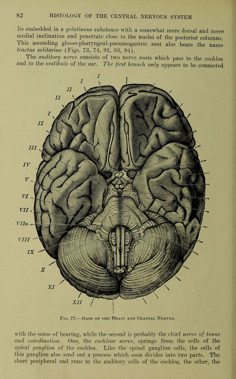 lie embedded in a gelatinous substance with a somewhat more dorsal and more medial inclination and penetrate close to the nuclei of the posterior columns. This ascending glosso-pharyngeal-pneumogastric root also bears the name tractus solitarius (Figs. 73, 74, 92, 93, 94). The auditory nerve consists of two nerve roots which pass to the cochlea and to the vestibule of the ear. The first branch only appears to be connected with the sense of hearing, while the second is probably the chief nerve of tonus and coordination. One, the cochlear nerve, springs from the cells of the spiral ganglion of the cochlea. Like the spinal ganglion cells, the cells of this ganglion also send out a process which soon divides into two parts. The short peripheral end runs to the auditory cells of the cochlea, the other, the