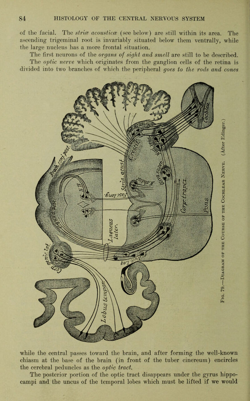 of the facial. The strice acousticce (see below) are still within its area. The ascending trigeminal root is invariably situated below them ventrally, while the large nucleus has a more frontal situation. The first neurons of the organs of sight and smell are still to be described. The optic nerve which originates from the ganglion cells of the retina is divided into two branches of which the peripheral goes to the rods and cones while the central passes toward the brain, and after forming the well-known chiasm at the base of the brain (in front of the tuber cinereum) encircles the cerebral peduncles as the optic tract. The posterior portion of the optic tract disappears under the gyrus hippo- campi and the uncus of the temporal lobes which must be lifted if we would