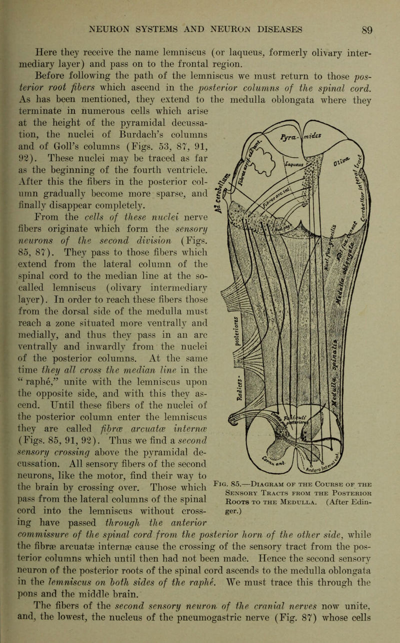 Here they receive the name lemniscus (or laqueus, formerly olivary inter- mediary layer) and pass on to the frontal region. Before following the path of the lemniscus we must return to those pos- terior root fibers which ascend in the posterior columns of the spinal cord. As has been mentioned, they extend to the medulla oblongata where they terminate in numerous cells which arise at the height of the pyramidal decussa- tion, the nuclei of Burdach’s columns and of OolPs columns (Figs. 53, 87, 91, 92). These nuclei may be traced as far as the beginning of the fourth ventricle. After this the fibers in the posterior col- umn gradually become more sparse, and finally disappear completely. From the cells of these nuclei nerve fibers originate which form the sensory neurons of the second division (Figs. 85, 87). They pass to those fibers which extend from the lateral column of the spinal cord to the median line at the so- called lemniscus (olivary intermediary layer). In order to reach these fibers those from the dorsal side of the medulla must reach a zone situated more ventrally and medially, and thus they pass in an arc ventrally and inwardly from the nuclei of the posterior columns. At the same time they all cross the median line in the u raphe,” unite with the lemniscus upon the opposite side, and with this they as- cend. Until these fibers of the nuclei of the posterior column enter the lemniscus they are called fibrce arcuatee internee (Figs. 85, 91, 92). Thus we find a second sensory crossing above the pyramidal de- cussation. All sensory fibers of the second neurons, like the motor, find their way to the brain by crossing over. Those which F™- 85.—Diagram of the Course of the „ .i i. i i „ . Sensory Tracts from the Posterior pass from the lateral columns of the spinal RooTs to the Medulla. (After Edin- cord into the lemniscus without cross- ger.) ing have passed through the anterior commissure of the spinal cord from the posterior horn of the other side, while the fibrae arcuatae internae cause the crossing of the sensory tract from the pos- terior columns which until then had not been made. Hence the second sensory neuron of the posterior roots of the spinal cord ascends to the medulla oblongata in the lemniscus on both sides of the raphe. We must trace this through the pons and the middle brain. The fibers of the second sensory neuron of the cranial nerves now unite, and, the lowest, the nucleus of the pneumogastric nerve (Fig. 87) whose cells