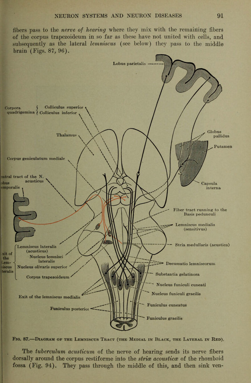 fibers pass to the nerve of hearing where they mix with the remaining fibers of the corpus trapezoideum in so far as these have not united with cells, and subsequently as the lateral lemniscus (see below) they pass to the middle brain (Figs. 87, 96). Lobus parietalis Corpora j Colliculus superior \ quadrigemina ( Colliculus inferior \ \ \ I Thalamus ^ \ Capsula interna pallidus Putamen Fiber tract running to the Basis pedunculi Lemniscus medialis (sensitivus) — Stria medullaris (acustica) Decussatio lemniscorum Substantia gelatinosa  Nucleus funiculi cuneati  Nucleus funiculi gracilis Funiculus cuneatus  Funiculus gracilis Fig. 87.—Diagram of the Lemniscus Tract (the Medial in Black, the Lateral in Red). The tuberculum acusticum of the nerve of hearing sends its nerve fibers dorsally around the corpus restiforme into the stride acousticce of the rhomboid fossa (Fig. 94). They pass through the middle of this, and then sink ven-