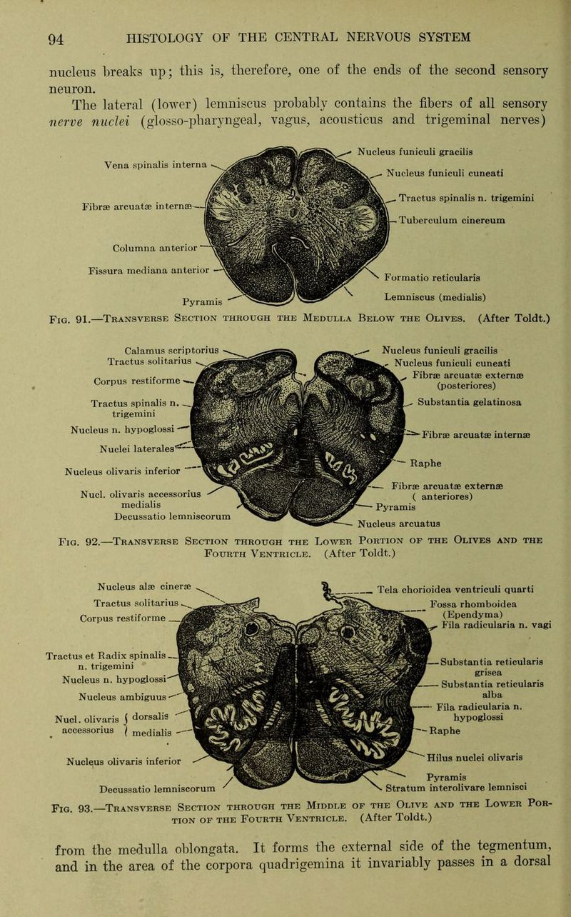 nucleus breaks up; this is, therefore, one of the ends of the second sensory neuron. The lateral (lower) lemniscus probably contains the fibers of all sensory nerve nuclei (glosso-pharyngeal, vagus, acousticus and trigeminal nerves) Vena spinalis interna Fibrae arcuatse in Columna anterior Fissura mediana anterior Pyramis Nucleus funiculi gracilis Nucleus funiculi cuneati Tractus spinalis n. trigemini Tuberculum cinereum Formatio reticularis Lemniscus (medialis) Fig. 91.—Transverse Section through the Medulla Below the Olives. (After Toldt.) Calamus scriptorius Tractus solitarius Corpus restiforme Tractus spinalis n. trigemini Nucleus n. hypoglossi Nuclei Nucleus olivaris inferior Nucl. olivaris accessorius medialis Decussatio lemniscorum Nucleus funiculi gracilis Nucleus funiculi cuneati Fibrae arcuatae externae (posteriores) Substantia gelatinosa Fibrae arcuatae internae Raphe Fibrae arcuatae externae ( anteriores) Pyramis Nucleus arcuatus Fig. 92.—Transverse Section through the Lower Portion of the Olives and the Fourth Ventricle. (After Toldt.) Nucleus alae cinerae Tractus solitarius Corpus restiforme Decussatio lemniscorum Tela chorioidea ventriculi quarti Fossa rhomboidea (Ependyma) Fila radicularia n. vagi Hilus nuclei olivaris Pyramis Stratum interolivare lemnisci Nucleus ambiguus Nucl. olivaris j dorsalis accessorius | medialis Nucleus olivaris inferior Substantia reticularis grisea Substantia reticularis alba Fila radicularia n. hypoglossi Raphe Tractus et Radix spinalis n. trigemini Nucleus n. pIG. 93. Transverse Section through the Middle of the Oltve and the Lower Por- tion of the Fourth Ventricle. (After Toldt.) from the medulla oblongata. It forms the external side of the tegmentum, and in the area of the corpora quadrigemina it invariably passes in a dorsal