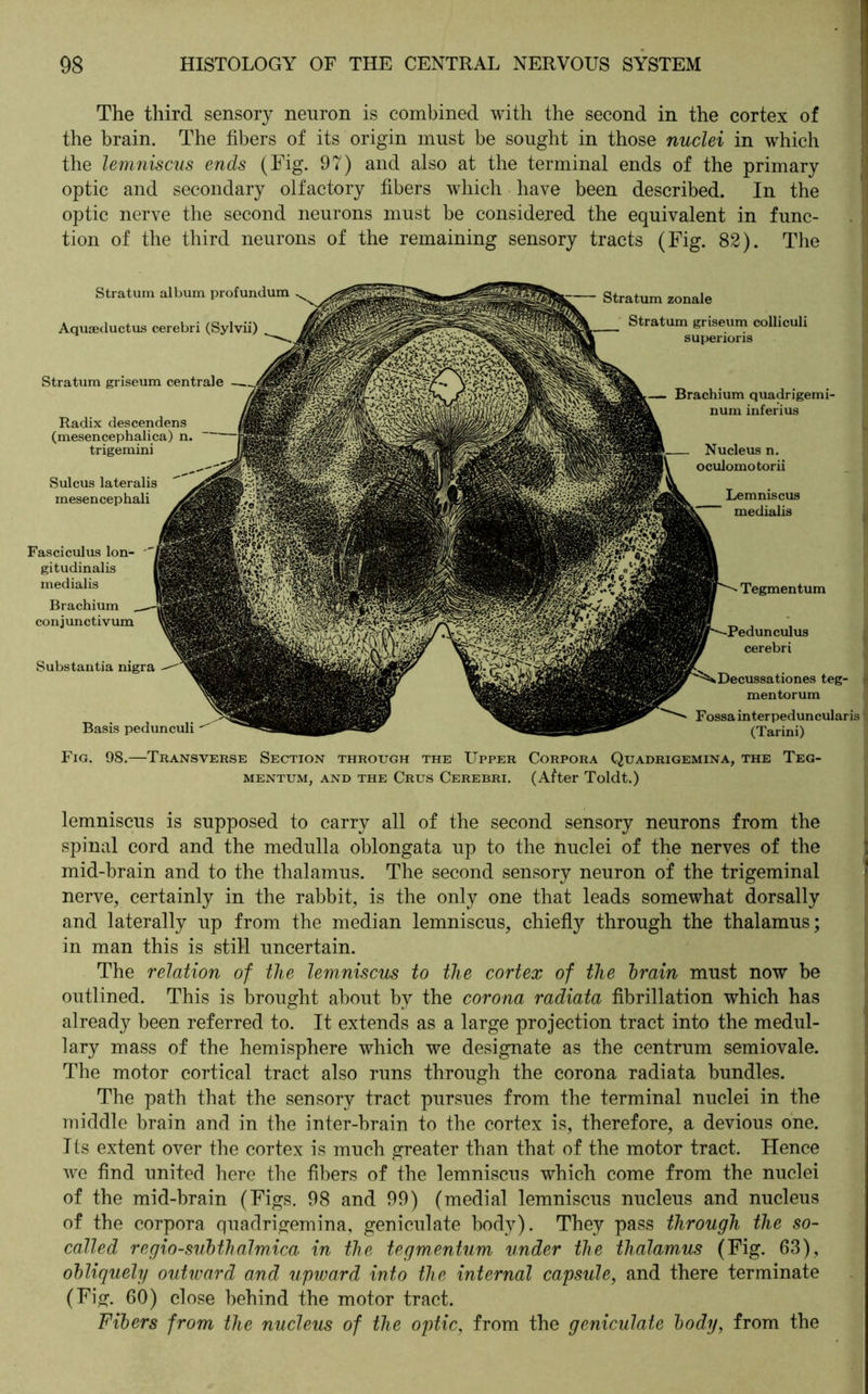 The third sensory neuron is combined with the second in the cortex of the brain. The fibers of its origin must be sought in those nuclei in which the lemniscus ends (Fig. 97) and also at the terminal ends of the primary optic and secondary olfactory fibers which have been described. In the optic nerve the second neurons must be considered the equivalent in func- tion of the third neurons of the remaining sensory tracts (Fig. 82). The Stratum album profundum Aquaeductus cerebri (Sylvii) Stratum griseum centrale Radix descendens (mesencephalica) n. trigemini Sulcus lateralis mesencephali Substantia nigra Basis pedunculi Stratum zonale Stratum griseum colliculi superioris Fasciculus lon- gitudinalis medialis Brachium conjunctivum Brachium quadrigemi- num inferius Nucleus n. oculomotorii Lemniscus medialis Tegmentum cerebri teg- •< mentorum Fossa interpeduncularis r, (Tarini) Fig. 98.—Transverse Section through the Upper Corpora Quadrigemina, the Teg- mentum, and the Crus Cerebri. (After Toldt.) lemniscus is supposed to carry all of the second sensory neurons from the spinal cord and the medulla oblongata up to the nuclei of the nerves of the mid-brain and to the thalamus. The second sensory neuron of the trigeminal nerve, certainly in the rabbit, is the only one that leads somewhat dorsally and laterally up from the median lemniscus, chiefly through the thalamus; in man this is still uncertain. The relation of the lemniscus to the cortex of the train must now be outlined. This is brought about by the corona radiata fibrillation which has already been referred to. It extends as a large projection tract into the medul- lary mass of the hemisphere which we designate as the centrum semiovale. The motor cortical tract also runs through the corona radiata bundles. The path that the sensory tract pursues from the terminal nuclei in the middle brain and in the inter-brain to the cortex is, therefore, a devious one. Its extent over the cortex is much greater than that of the motor tract. Hence we find united here the fibers of the lemniscus which come from the nuclei of the mid-brain (Figs. 98 and 99) (medial lemniscus nucleus and nucleus of the corpora quadrigemina, geniculate body). They pass through the so- called regio-subthalmica in the tegmentum under the thalamus (Fig. 63), obliquely outward and upward into the internal capsule, and there terminate (Fig. 60) close behind the motor tract. Fibers from the nucleus of the optic, from the geniculate body, from the