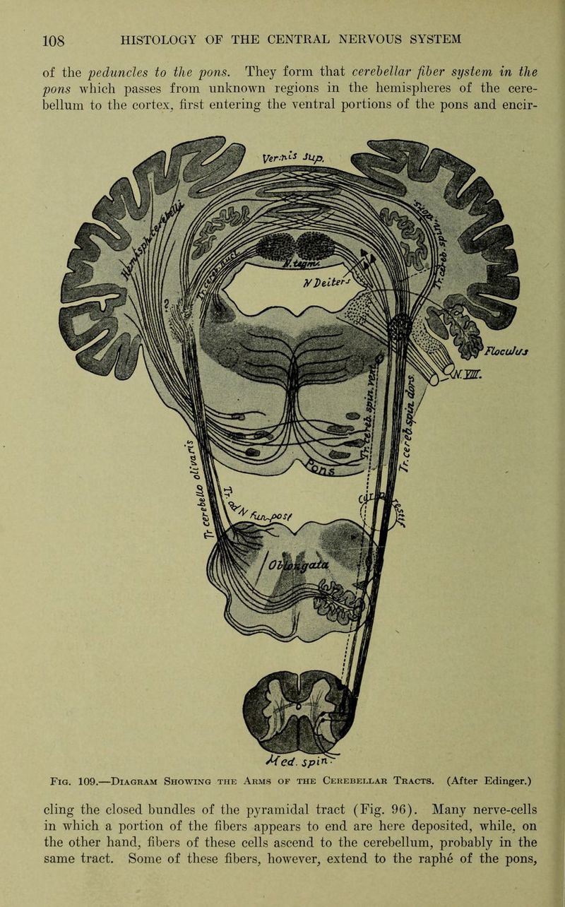 of the peduncles to the pons. They form that cerebellar fiber system in the pons which passes from unknown regions in the hemispheres of the cere- bellum to the cortex, first entering the ventral portions of the pons and encir- Fig. 109.—Diagram Showing the Arms of the Cerebellar Tracts. (After Edinger.) cling the closed bundles of the pyramidal tract (Fig. 96). Many nerve-cells in which a portion of the fibers appears to end are here deposited, while, on the other hand, fibers of these cells ascend to the cerebellum, probably in the same tract. Some of these fibers, however, extend to the raphe of the pons.