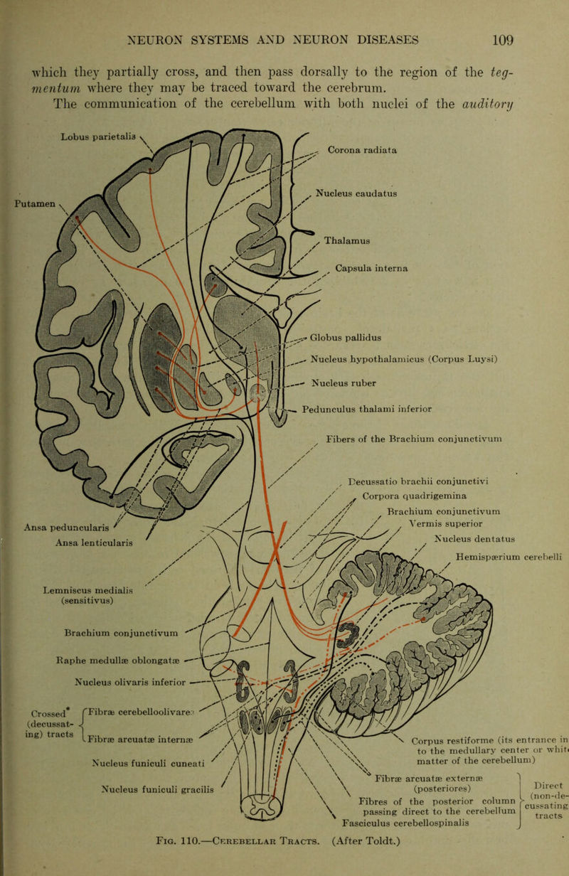 which they partially cross, and then pass dor sally to the region of the teg- mentum where they may be traced toward the cerebrum. The communication of the cerebellum with both nuclei of the auditory Lobus parietalis Corona radiata Pu tarnen Nucleus caudatus Thalamus Capsula interna obus pallidus Nucleus hypothalamicus (Corpus Luysi) Nucleus ruber Pedunculus thalami inferior Fibers of the Brachium conjunctivum Ansa peduncularis Ansa lenticularis Decussatio brachii conjunctivi Corpora quadrigemina Brachium conjunctivum Vermis superior Nucleus dentatus Hemispaerium cerebelli Lemniscus medialis (sensitivus) Brachium conjunctivum Raphe medullee oblongatse Nucleus olivaris inferior Crossed* f Fibrae cerebelloolivare - (decussat- J ing) tracts [ Fibrae arcuatae internae Nucleus funiculi cuneati Corpus restiforme (its entrance in to the medullary center or whit« mof+or nf tVwa pprphpllnm') Fig. 110.—Cerebellar Tracts. (After Toldt.) Nucleus funiculi gracilis Fibrae arcuatae externae 'j (posteriores) I Birect Fibres of the posterior column k^^tTng passing direct to the cerebellum tracts Fasciculus cerebellospinalis J