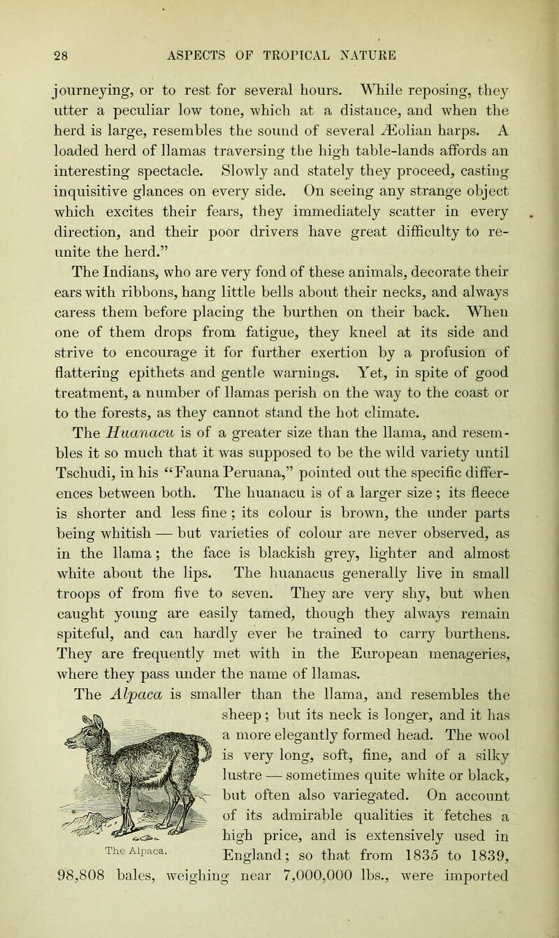 journeying, or to rest for several hours. While reposing, they utter a peculiar low tone, which at a distauce, and when the herd is large, resembles the sound of several iEolian harps. A loaded herd of llamas traversing the hig'h table-lands affords an interesting spectacle. Slowly and stately they proceed, casting inquisitive glances on every side. On seeing any strange object which excites their fears, they immediately scatter in every direction, and their poor drivers have great difficulty to re- unite the herd.” The Indians, who are very fond of these annuals, decorate their ears with ribbons, hang little bells about their necks, and always caress them before placing the burthen on their back. When one of them drops from fatigue, they kneel at its side and strive to encourage it for further exertion by a profusion of flattering epithets and gentle warnings. Yet, in spite of good treatment, a number of llamas perish on the way to the coast or to the forests, as they cannot stand the hot climate. The Huanacu is of a greater size than the llama, and resem- bles it so much that it was supposed to be the wild variety until Tscliudi, in his “Fauna Peruana,” pointed out the specific differ- ences between both. The huanacu is of a larger size ; its fleece is shorter and less fine ; its colour is brown, the under parts being whitish — but varieties of colour are never observed, as in the llama; the face is blackish grey, lighter and almost white about the lips. The huanacus generally live in small troops of from five to seven. They are very shy, but when caught young are easily tamed, though they always remain spiteful, and can hardly ever be trained to carry burthens. They are frequently met with in the European menageries, where they pass under the name of llamas. The Alpaca is smaller than the llama, and resembles the sheep; but its neck is longer, and it has a more elegantly formed head. The wool is very long, soft, fine, and of a silky lustre — sometimes quite white or black, but often also variegated. On account of its admirable qualities it fetches a high price, and is extensively used in The Alpaca. England; so that from 1835 to 1839, 98,808 bales, weighing near 7,000,000 lbs., were imported
