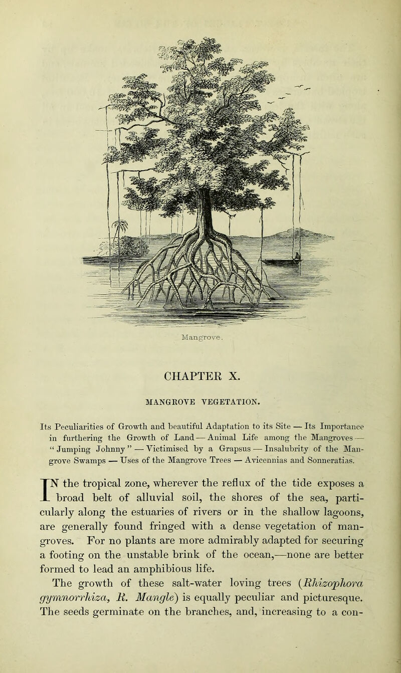 CHAPTER X. MANGROVE VEGETATION. Its Peculiarities of Growth and beautiful Adaptation to its Site — Its Importance in furthering the Growth of Land — Animal Life among the Mangroves — “Jumping Johnny” — Victimised by a Grapsus — Insalubrity of the Man- grove Swamps — Uses of the Mangrove Trees — Avicennias and Sonneratias. IN the tropical zone, wherever the reflux of the tide exposes a broad belt of alluvial soil, the shores of the sea, parti- cularly along the estuaries of rivers or in the shallow lagoons, are generally found fringed with a dense vegetation of man- groves. For no plants are more admirably adapted for securing a footing on the unstable brink of the ocean,—none are better formed to lead an amphibious life. The growth of these salt-water loving trees (Rhizophorci gymnorrhiza, R. Mangle) is equally peculiar and picturesque. The seeds germinate on the branches, and, increasing to a con- %