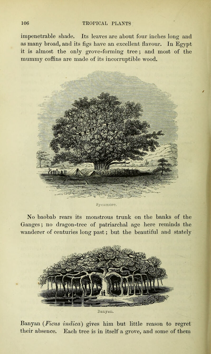 impenetrable shade. Its leaves are about four inches long and as many broad, and its figs have an excellent flavour. In Egypt it is almost the only grove-forming tree; and most of the mummy coffins are made of its incorruptible wood. Sycamore. No baobab rears its monstrous trunk on the banks of the Ganges; no dragon-tree of patriarchal age here reminds the wanderer of centuries long past; but the beautiful and stately Banyan. Banyan (Ficus indica) gives him but little reason to regret their absence. Each tree is in itself a grove, and some of them