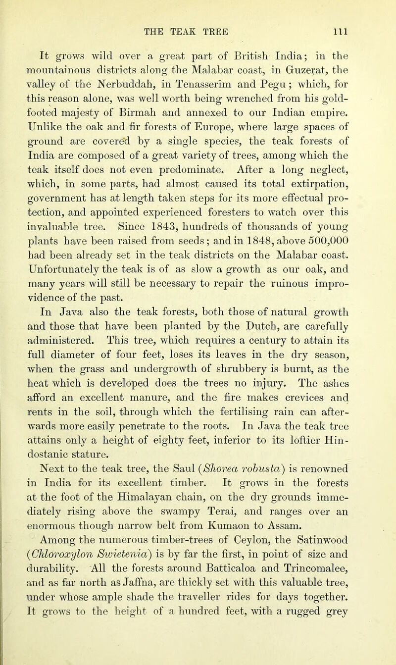 It grows wild over a great part of British India; in the mountainous districts along the Malabar coast, in Guzerat, the valley of the Nerbuddah, in Tenasserim and Pegu; which, for this reason alone, was well worth being wrenched from his gold- footed majesty of Birmah and annexed to our Indian empire. Unlike the oak and fir forests of Europe, where large spaces of ground are covered by a single species, the teak forests of India are composed of a great variety of trees, among which the teak itself does not even predominate. After a long neglect, which, in some parts, had almost caused its total extirpation, government has at length taken steps for its more effectual pro- tection, and appointed experienced foresters to watch over this invaluable tree. Since 1843, hundreds of thousands of young plants have been raised from seeds ; and in 1848, above 500,000 had been already set in the teak districts on the Malabar coast. Unfortunately the teak is of as slow a growth as our oak, and many years will still be necessary to repair the ruinous impro- vidence of the past. In Java also the teak forests, both those of natural growth and those that have been planted by the Dutch, are carefully administered. This tree, which requires a century to attain its full diameter of four feet, loses its leaves in the dry season, when the grass and undergrowth of shrubbery is burnt, as the heat which is developed does the trees no injury. The ashes afford an excellent manure, and the fire makes crevices and rents in the soil, through which the fertilising rain can after- wards more easily penetrate to the roots. In Java the teak tree attains only a height of eighty feet, inferior to its loftier Hin- dostanic stature. Next to the teak tree, the Saul (Shorect robusta) is renowned in India for its excellent timber. It grows in the forests at the foot of the Himalayan chain, on the dry grounds imme- diately rising above the swampy Terai, and ranges over an enormous though narrow belt from Kurnaon to Assam. Among the numerous timber-trees of Ceylon, the Satinwood (Chloroxylon Swietenia) is by far the first, in point of size and durability. All the forests around Batticaloa and Trincomalee, and as far north as Jaffna, are thickly set with this valuable tree, under whose ample shade the traveller rides for days together. It grows to the height of a hundred feet, with a rugged grey