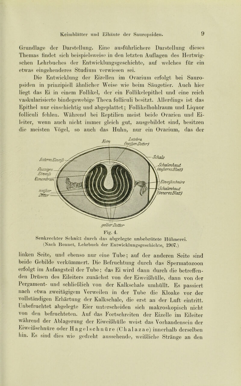 Grundlage der Darstellung. Eine ausfiihrlichere Darstellung dieses Themas findet sicli beispielsweise in den letzten Auflagen des Hertwig- schen Lehrbnches der Entwicklungsgeschichte, auf welches fur ein etwas eingehenderes Stadium verwiesen sei. Die Entwicklung der Eizellen im Ovarium erfolgt bei Sauro- psiden in prinzipiell ahnlicher Weisc wie beim Saugetier. Auch hier liegt das Ei in einem Follikel, der ein Follikelepithel und eine reich vaskularisierte bindegewebige Theca folliculi besitzt. Allerdings ist das Epithel nur einschichtig und abgeplattet; Follikelliohlraum und Liquor folliculi fehlen. Wahrend bei Reptilien meist beide Ovarien und Ei- leiter, wenn auch nicht immer gleich gut, ausgebildet sind, besitzen die meisten Vogel, so auch das Huhn, nur ein Ovarium, das der Senkrecliter Sclmitt durcb das abgelegte unbebriitete Hiihnerei. (Nach Bonnet, Lehrbuch der Entwicklungsgeschichte, 1907.) linken Seite, und ebenso nur eine Tube 5 auf der anderen Seite sind beide Gebilde verkiimmert. Die Befruchtung durch das Spermatozoon erfolgt im Anfangsteil der Tube; das Ei wird dann durch die betreffen- den Drusen des Eileiters zunachst von der EiweiBhulle, dann von der Pergament- und schliehlich von der Kalkschale umhiillt. Es passiert nach etwa zweitagigem Verweilen in der Tube die Kloake vor der vollstandigen Erhartung der Kalkschale, die erst an der Luft eintritt. Unbefruchtet abgelegte Eier unterscheiden sich makroskopisch nicht von den befruchteten. Auf das Fortschreiten der Eizelle im Eileiter wahrend der Ablagerung der EiweiCbulle wcust das Vorhandensein der EiweiCschnure oder Hagelschniire (Ch a 1 azae) innerhalb derselben liin. Es sind dies wie gedreht aussehende, weihliche Strange an den