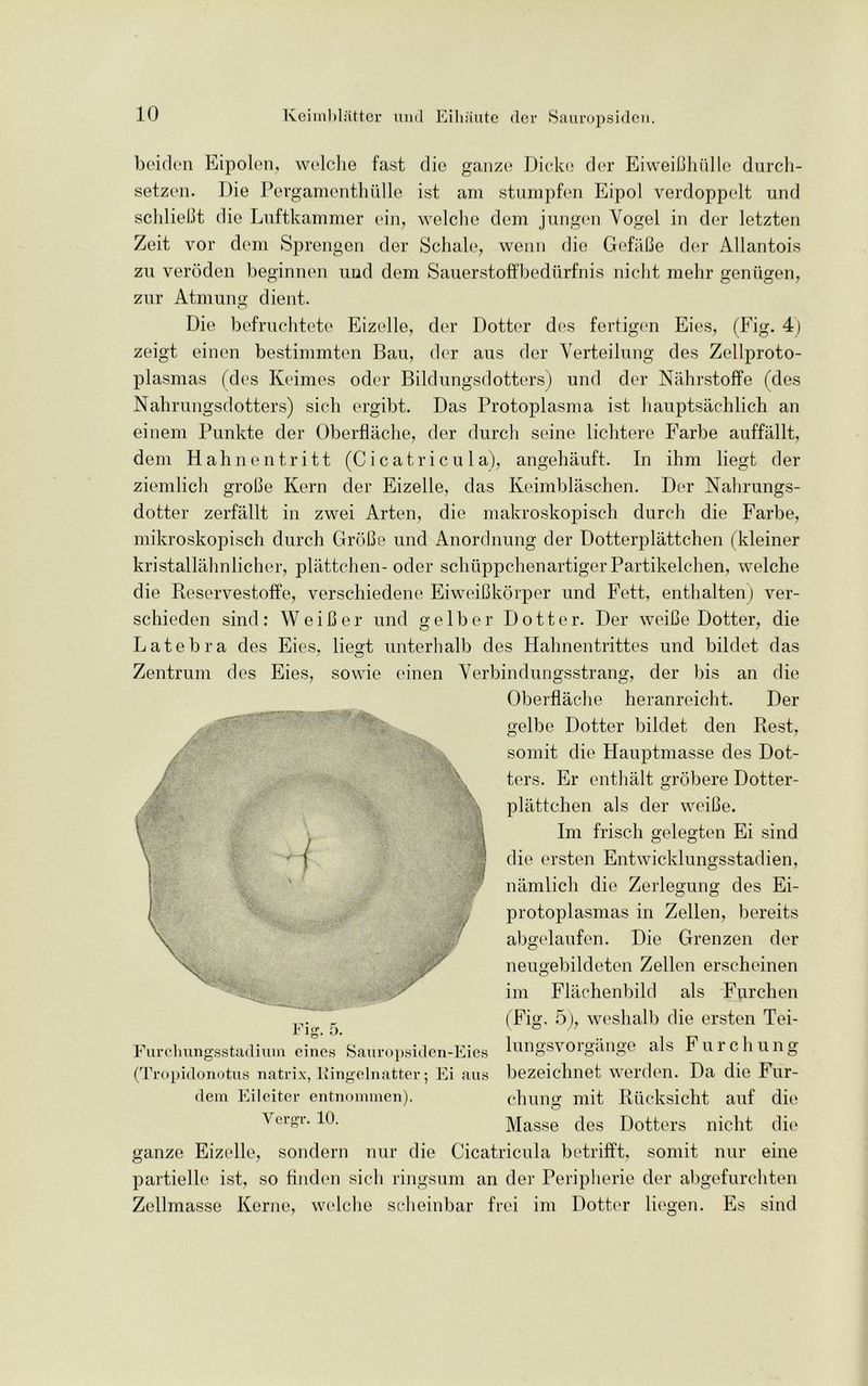 beiden Eipolen, welche fast die ganze Dicke der EiweiBhulle durch- setzen. Die Pergamenthiille ist am stumpfen Eipol verdoppelt und schlieBt die Luftkammer ein, welche dem jungen Vogel in der letzten Zeit vor dem Sprengen der Schale, wenn die GefaBe der Allantois zu veroden beginnen und dem Sauerstoffbediirfnis niclit mehr geniigen, zur Atmung dient. Die befruchtete Eizelle, der Dotter des fertigen Eies, (Fig. 4) zeigt einen bestimmten Bau, der aus der Verteilung des Zellproto- plasmas (des Keimes oder Bildungsdotters) und der Nahrstoffe fdes Nahrungsdotters) sich ergibt. Das Protoplasma ist hauptsachlich an einem Punkte der Oberflache, der durch seine lichtere Farbe auffallt, dem Hahnentritt (Cicatricula), angehauft. In ihm liegt der ziemlich groOe Kern der Eizelle, das Keimblaschen. Der Nahrungs- dotter zerfallt in zwei Arten, die makroskopisch durch die Farbe, mikroskopisch durch GroBe und Anordnung der Dotterplattchen (kleiner kristallahnlicher, plattchen- oder schuppchenartiger Partikelchen, welche die Reservestoffe, verschiedene EiweiBkorper und Fett, enthalten) ver- schieden sind: WeiBer und gelber Dotter. Der weiBe Dotter, die Latebra des Eies, liegt unterhalb des Hahnentrittes und bildet das Zentrum des Eies, sowie einen Verbindungsstrang, der bis an die Oberflache heranreicht. Der gelbe Dotter bildet den Rest, somit die Hauptmasse des Dot- ters. Er enthalt grobere Dotter- plattchen als der weiBe. Im frisch gelegten Ei sind die ersten Entwicklungsstadien, namlich die Zerlegung des Ei- protoplasmas in Zellen, bereits abgelaufen. Die Grenzen der neugebildeten Zellen erscheinen Flachenbild als Furchen 5), weshalb die ersten Tei- lm (Fig lungsvorgange als Furc h ung bezeichnet werden. Da die Fur- chuns mit Riicksicht auf die o Masse des Dotters niclit die ganze Eizelle, sondern nur die Cicatricula betrifft, somit nur eine partielle ist, so linden sich ringsum an der Peripherie der abgefurchten Zellmasse Kerne, welche scheinbar frei im Dotter liegen. Es sind Furchungsstadium eines Sauropsiden-Eies (Tropidonotus natcix, Eingelnatter; Ei aus dem Eileiter entnommen). Vergr. 10.