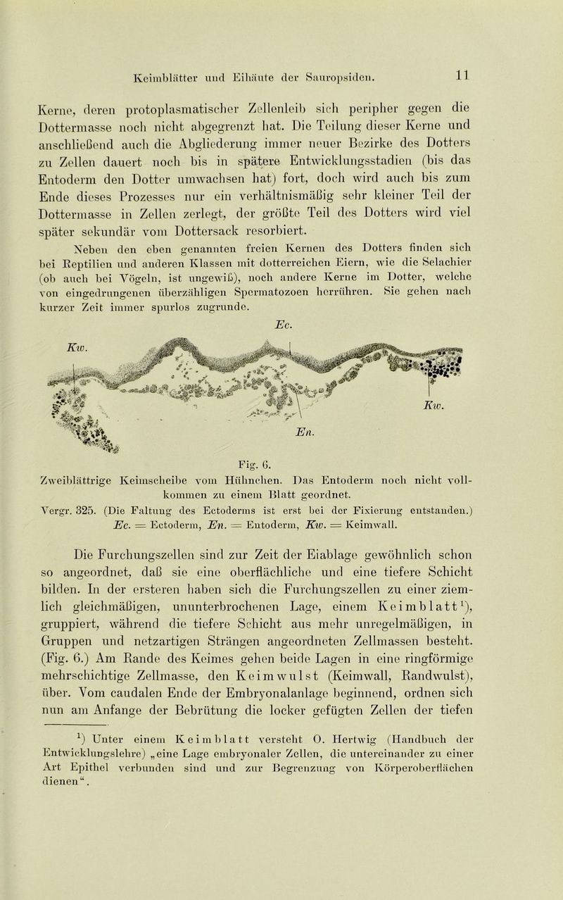 Kerne, deren protoplasmatischer Zellenleib sich peripher gegen die Dottermasse nocli nicht abgegrenzt bat. Die Teilung dieser Kerne und anschlieCend aucli die Abgliederung immer neuer Bezirke des Dotters zu Zellen dauert nocli bis in spatere Entwicklungsstadien (bis das Entoderm den Dotter umwacbsen hat) fort, docli wird auch bis zum Ende dieses Prozesses nnr ein verhaltnismaCig sehr kleiner Teil der Dottermasse in Zellen zerlegt, der groOte Teil des Dotters wird vie! spater sekundar vom Dottersack resorbiert. Neben den cben genannten freien Kernen des Dotters finden sich bei Eeptilien und anderen Klassen mit dotterreiclien Eiern, wie die Selachier (ob auch bei Vogeln, ist ungewih), nocli andere Kerne im Dotter, welche von eingedrungenen tiberzahligen Spermatozoen horruhren. Sic geben nacb kurzer Zeit immer spurlos zugrunde. Ec. Fig. 6. Zweiblattrige Keimsclieibe vom Hiibncben. Das Entoderm nocli nicht voll- kommen zu einem Blatt geordnet. Yergr. 325. (Die Faltung des Ectoderms ist erst bei der Fixieruug entstanden.) Ec. = Ectoderm, En. = Entoderm, Ktc. = Keimwall. Die Furchungszellen sind znr Zeit der Eiablage gewohnlich schon so angeordnet, daC sie eine oberflachliche und eine tiefere Schicht bilden. In der ersteren haben sich die Furchungszellen zu einer ziem- lich gleichmaCigen, ununterbrochenen Lage, einem Keimblatt1), gruppiert, wahrend die tiefere Schicht aus mehr unregelmaBigen, in Gruppen und netzartigen Strangen angeordneten Zellmassen besteht. (Fig. 6.) Am Kande des Keimes gehen beide Lagen in eine ringfbrmige mehrschichtige Zellmasse, den Keimwulst (Keimwall, Randwulst), uber. Vom caudalen Ende der Embryonal an lage beginnend, ordnen sich nun am Anfange der Bebriitung die locker gefiigten Zellen der tiefen x) Unter einem Keimblatt verstebt 0. Hertwig (Handbucb der Entwicklimgslebre) „eine Lage embryonaler Zellen, die untereinander zu einer Art Epithel verbunden sind und zur Begrenzung von Korperoberflaclien dienen“.
