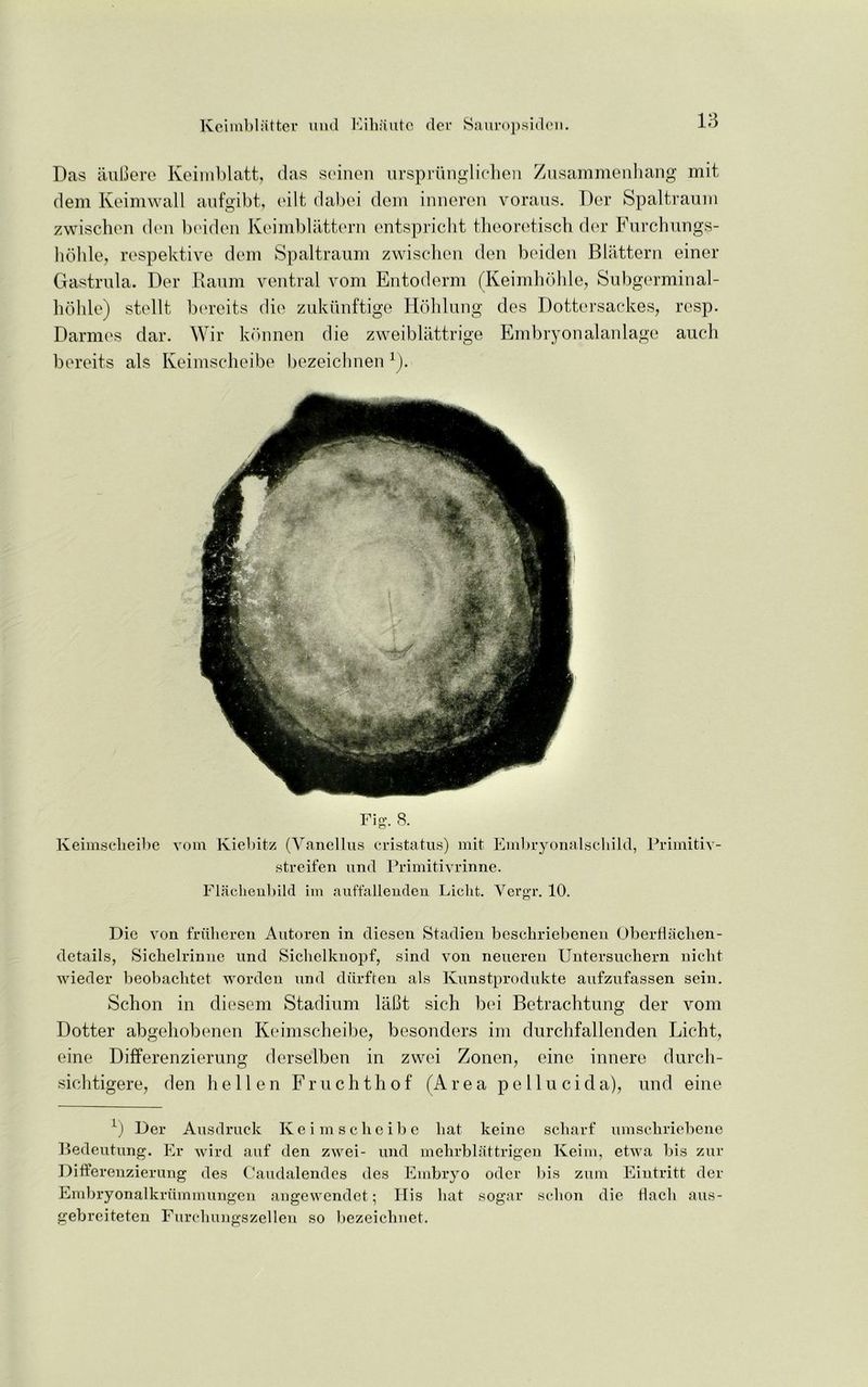 Das auCere Keimblatt, das seinen ursprunglichen Zusammenhang mit dem Keimwall aufgibt, eilt dabei dem inneren voraus. Dor Spaltraum zwischen den beiden Keimblattern entspricht theoretisch der Furchungs- hohle, respektive dem Spaltraum zwischen den beiden Blattern einer Gastrula. Der Raum ventral vom Entoderm (Keimhohle, Subgerminal- hohle) stellt bereits die zukiinftige Hohlung des Dottersackes, resp. Damn's dar. Wir kdnnen die zweiblattrige Embryonalanlage auch bereits als Keimscheibe bezeichnen1). Fig. 8. Keimscheibe vom Kiebitz (Vanellus cristatus) mit Embryonalscliild, Primitiv- streifen und Primitivrinne. Flachenbild im auffallenden Liclit. Vergr. 10. Die von fritheren Autoren in diesen Stadien beschriebenen Oberfhichen- dctails, Sichelrinne und Sichelkuopf, sind von neueren Untersucliern nieht wieder beobaclitet worden und diirften als Kunstprodukte aufzufassen sein. Schon in diesem Stadium laBt sich bei Betrachtung der vom Dotter abgehobenen Keimscheibe, besonders im durclifallenden Licht, eine Differenzierung derselben in zwei Zonen, eine innere durch- sichtigere, den he lien Fruchthof (Area pellucid a), und eine i) Der Ausdruck Keimscheibe hat keinc scharf umschriebene Bedeutung. Er wird auf den zwei- und melirblattrigen Keim, etwa bis zur Differenzierung des Caudalendes des Embryo odcr bis zum Eiutritt der Embryonalkriimmungen augewendet; His hat sogar schon die flach aus- gebreiteten Furchungszellen so bezeichnet.